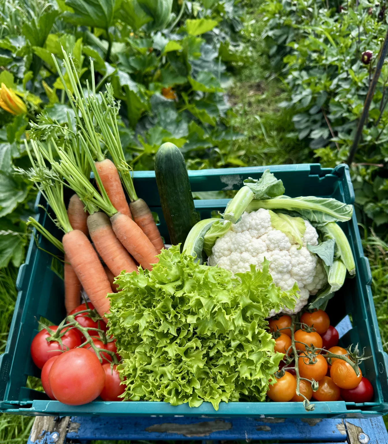 Bare Acre Farm produce box