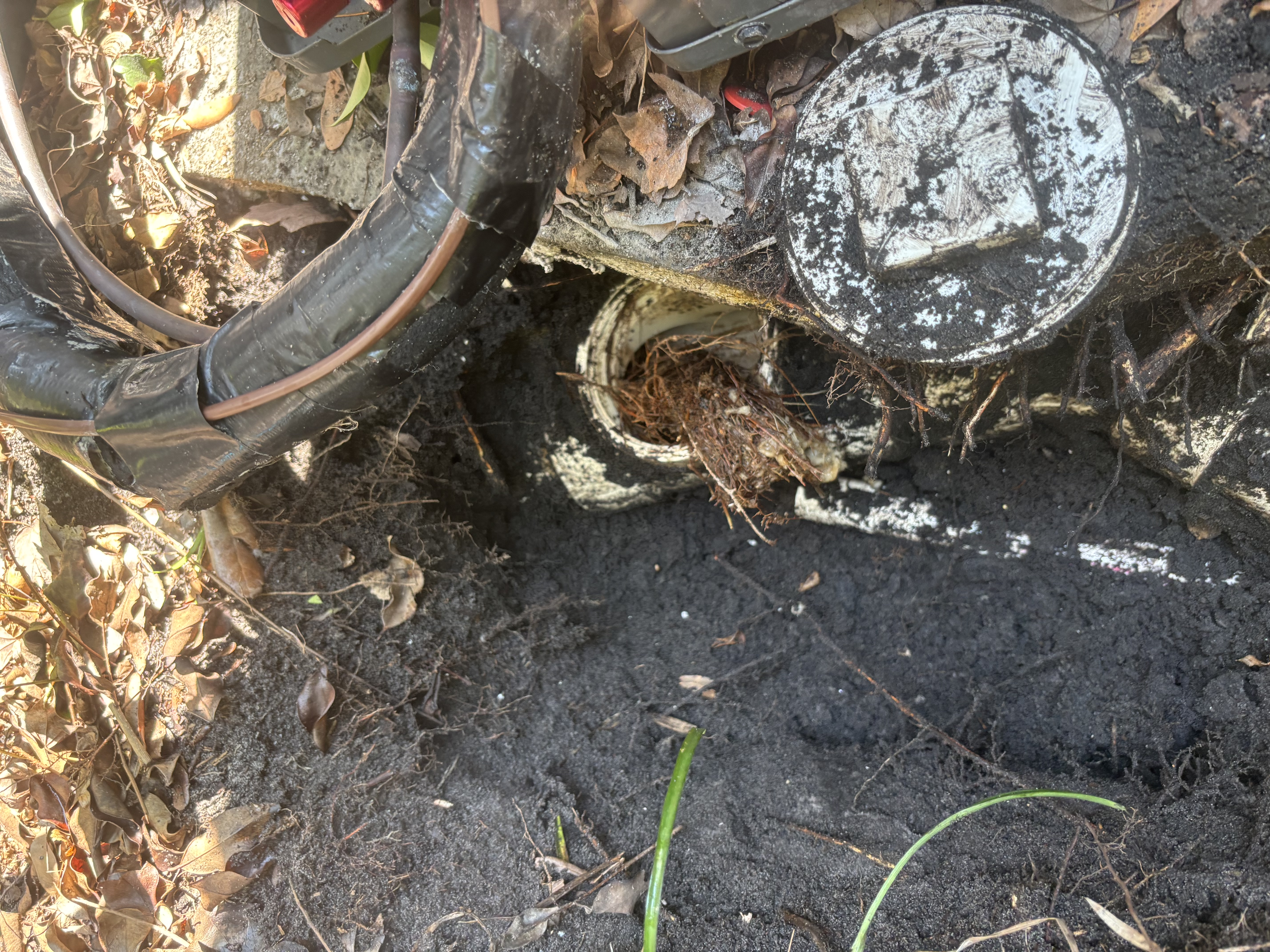 Roots in Sewer Line