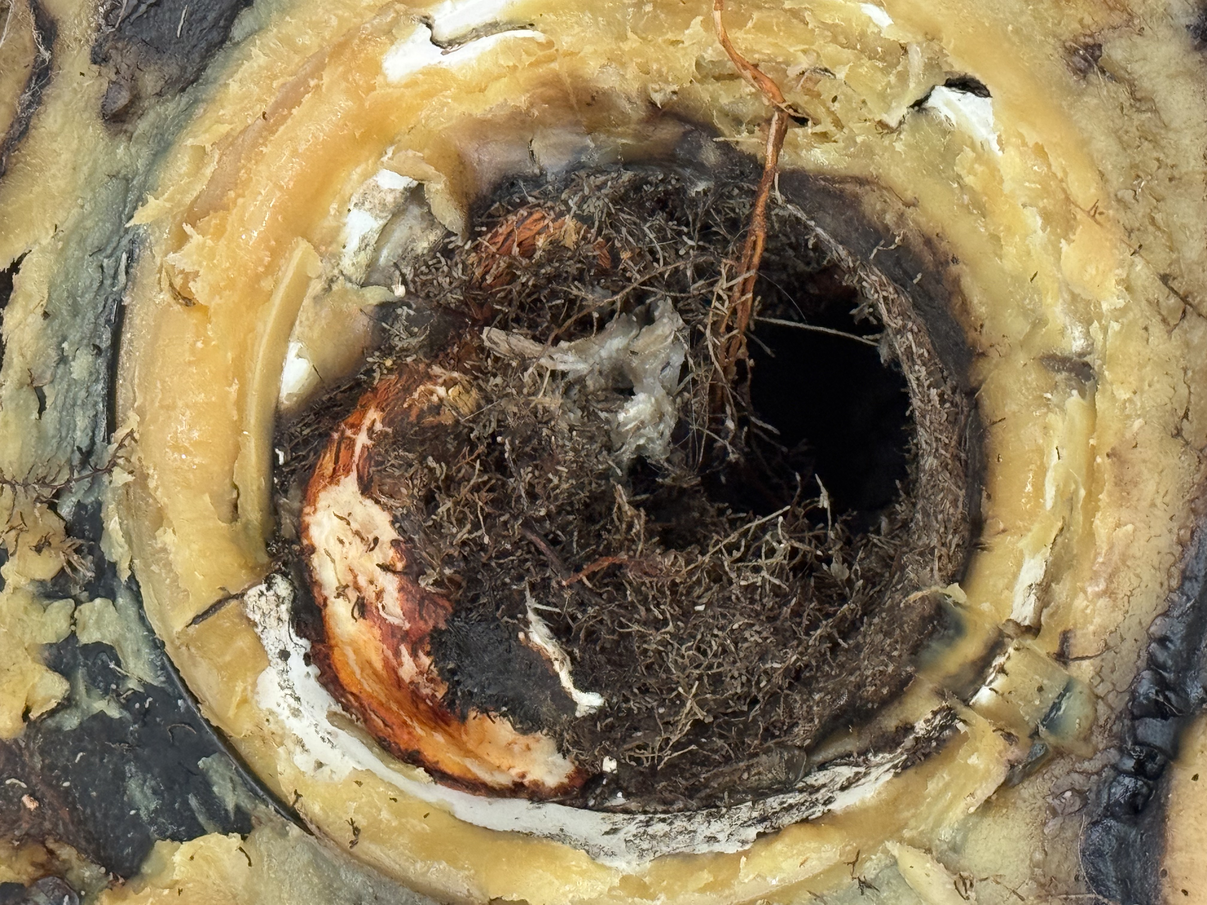 Roots completely filling the drain
