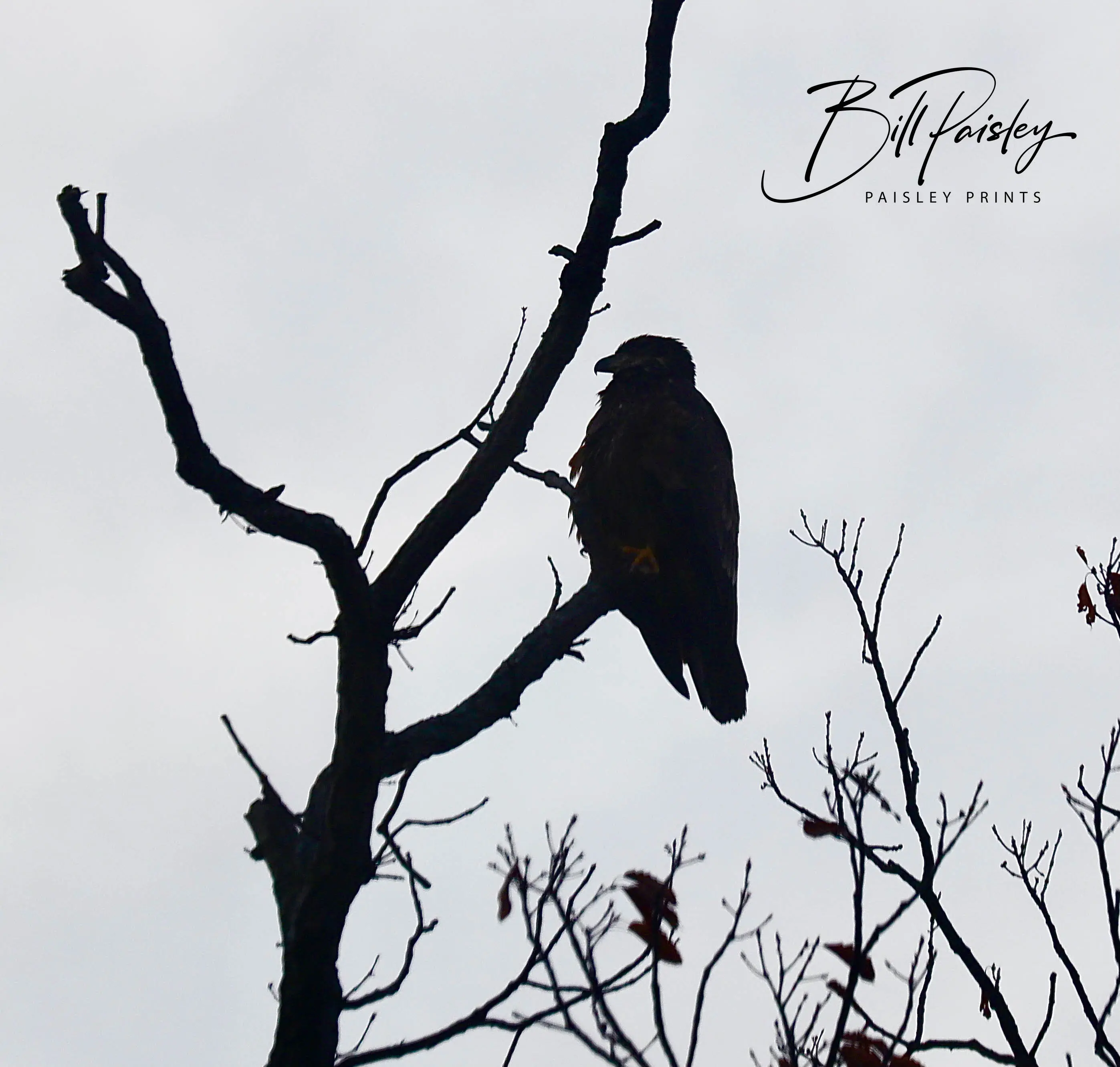 Hawk perched in a bare winter tree