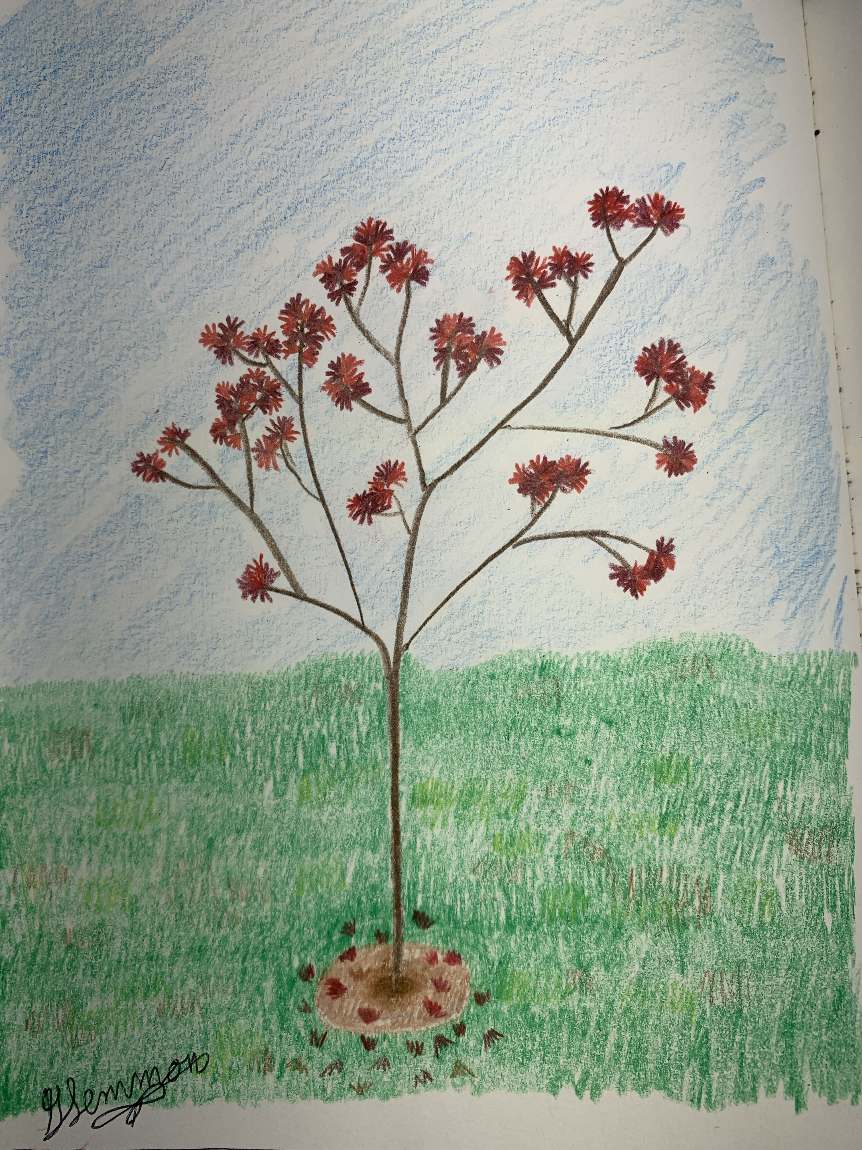 Nature notebook — slender tree with red blossoms in a landscape