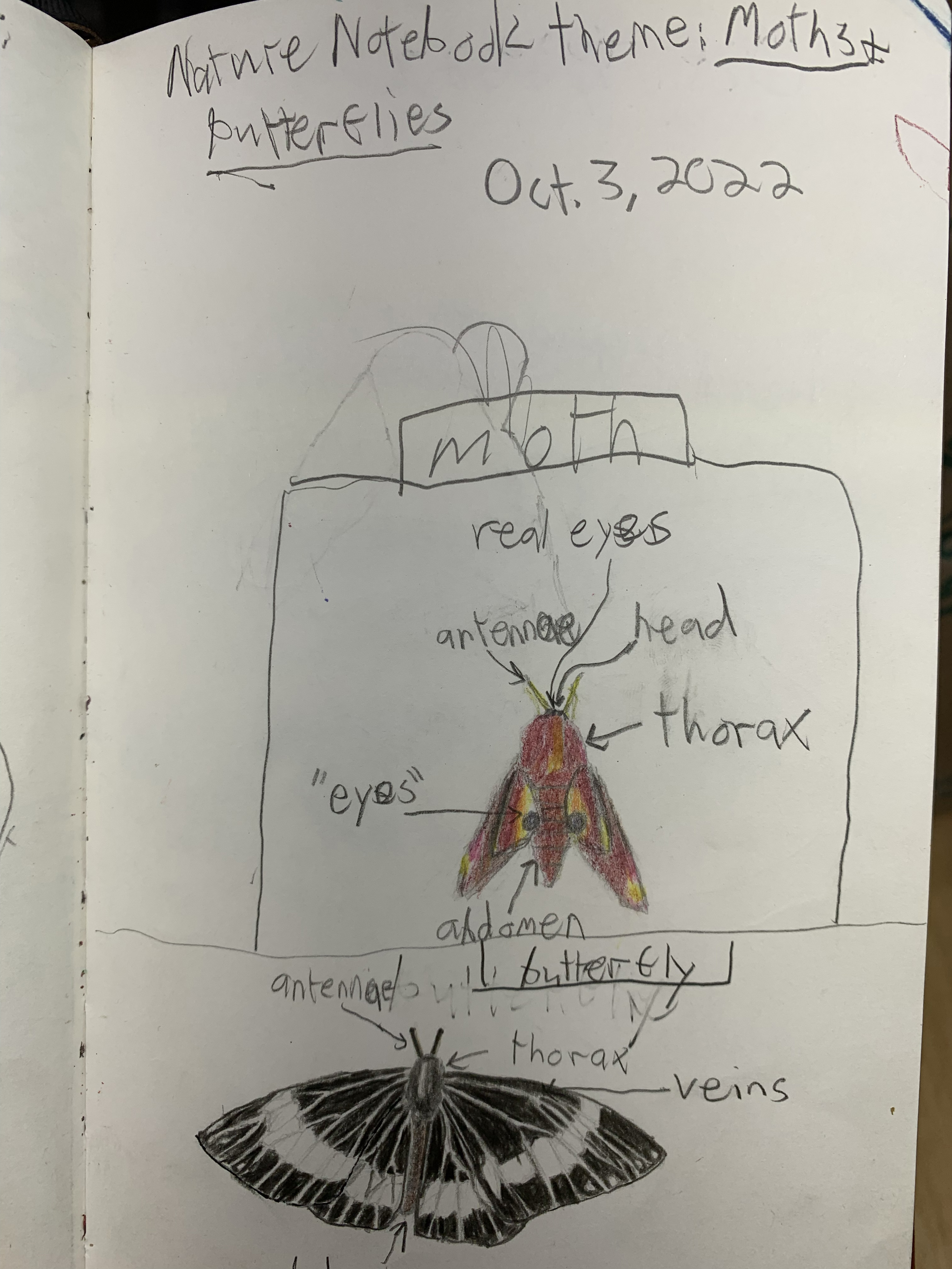Nature notebook — moths & butterflies: labeled moth and butterfly studies