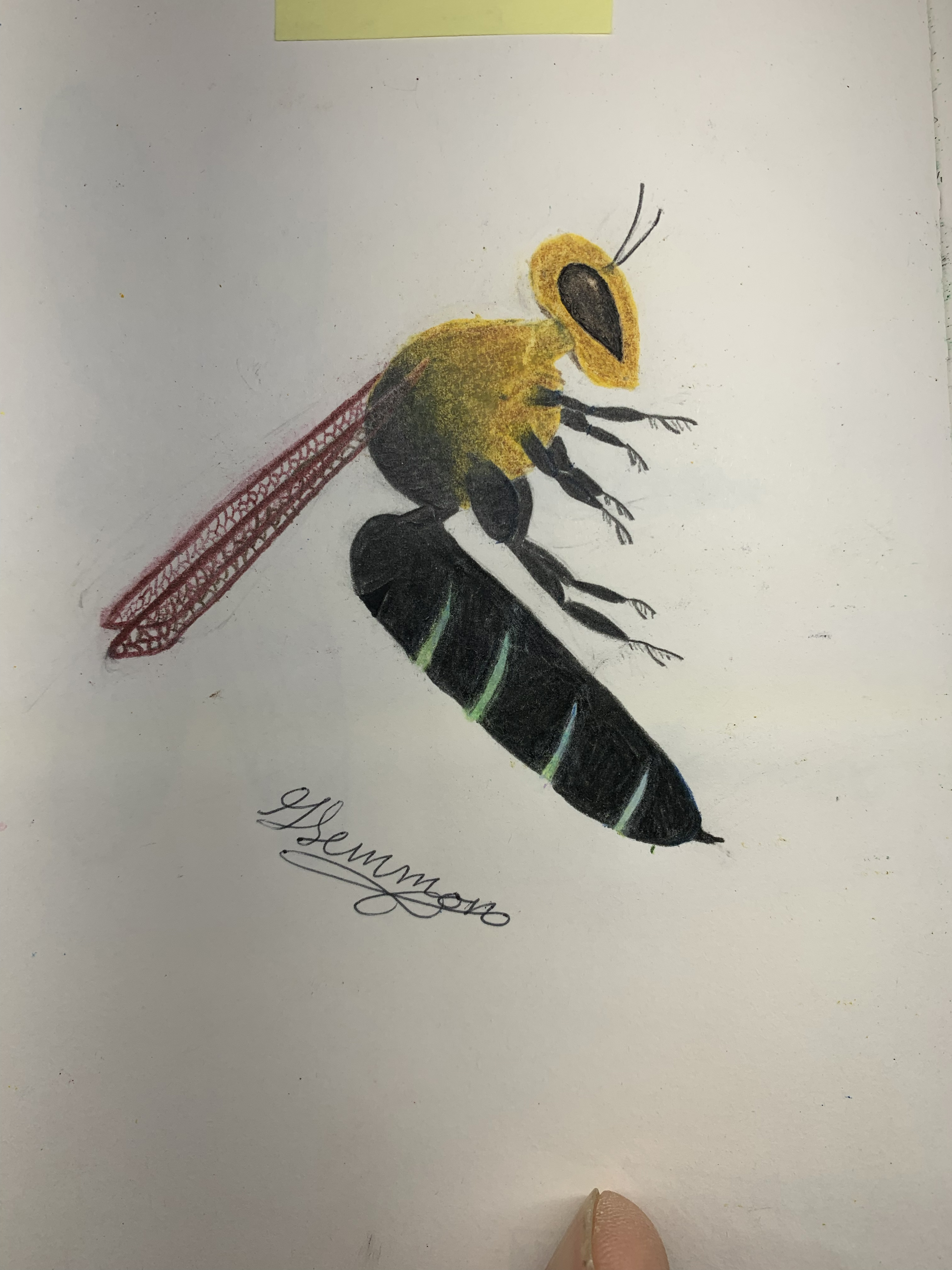 Nature notebook — wasp with yellow head and striped abdomen