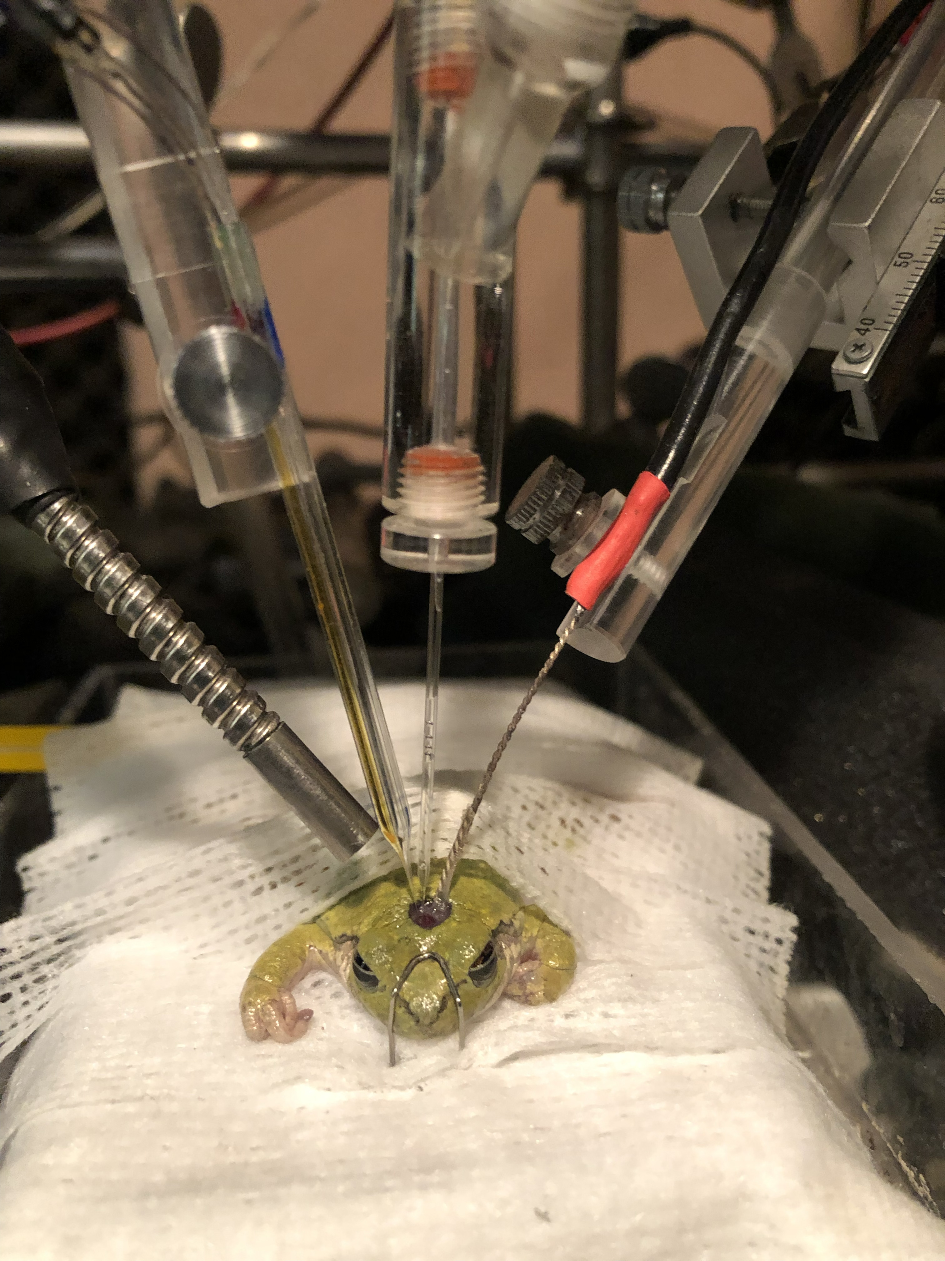 Electrophysiology — electrode and pipette positioned for a frog brain recording.