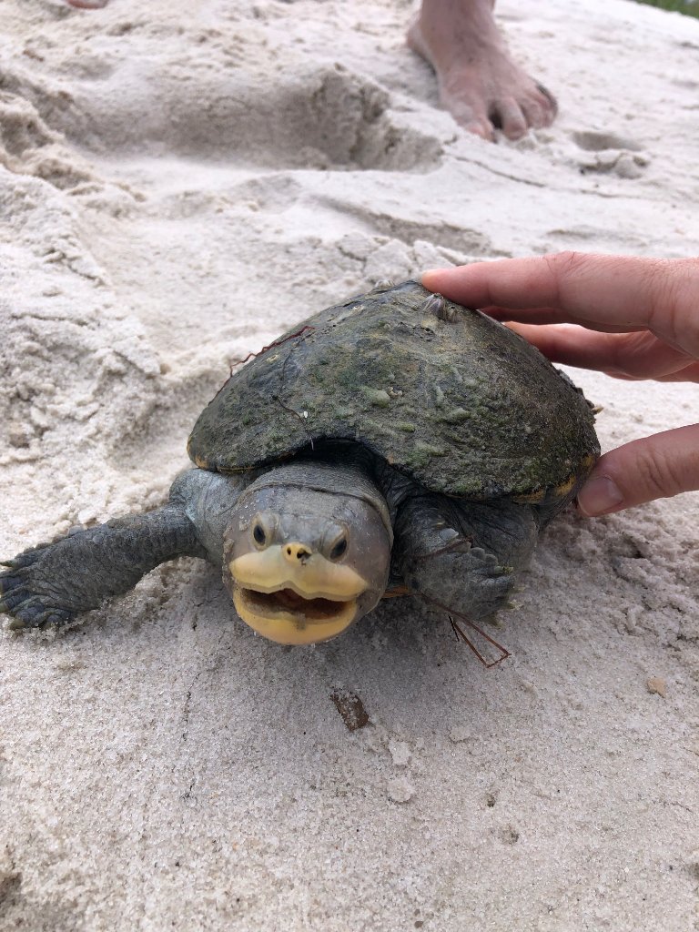 Diamondback terrapin at FSU Marine Lab, October 2025