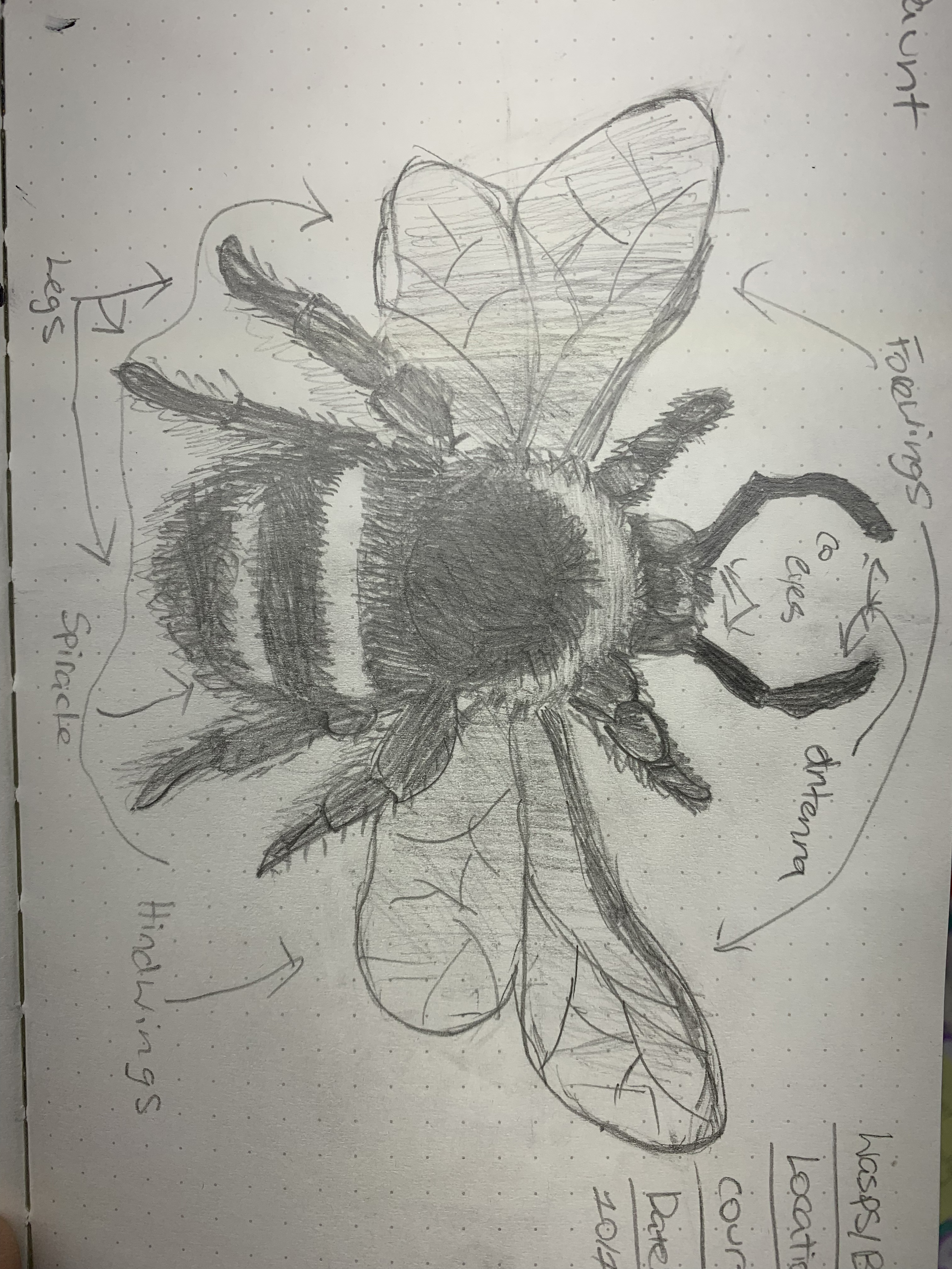 Nature notebook — bee anatomical study with labeled wings, legs, and eyes
