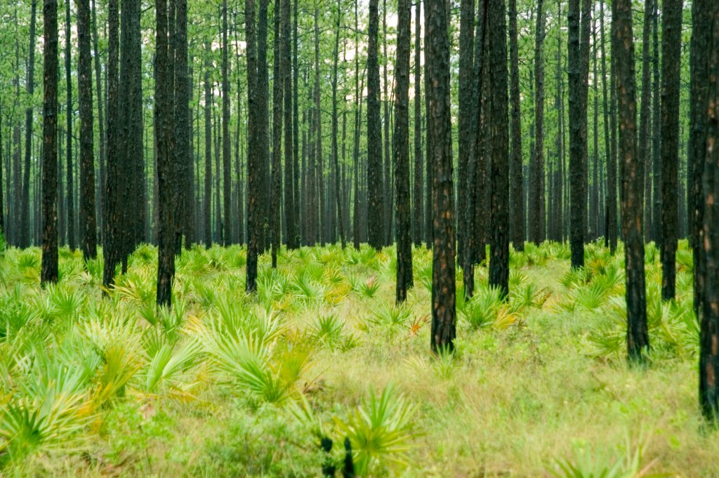 Palmettos in the Apalachicola National Forest