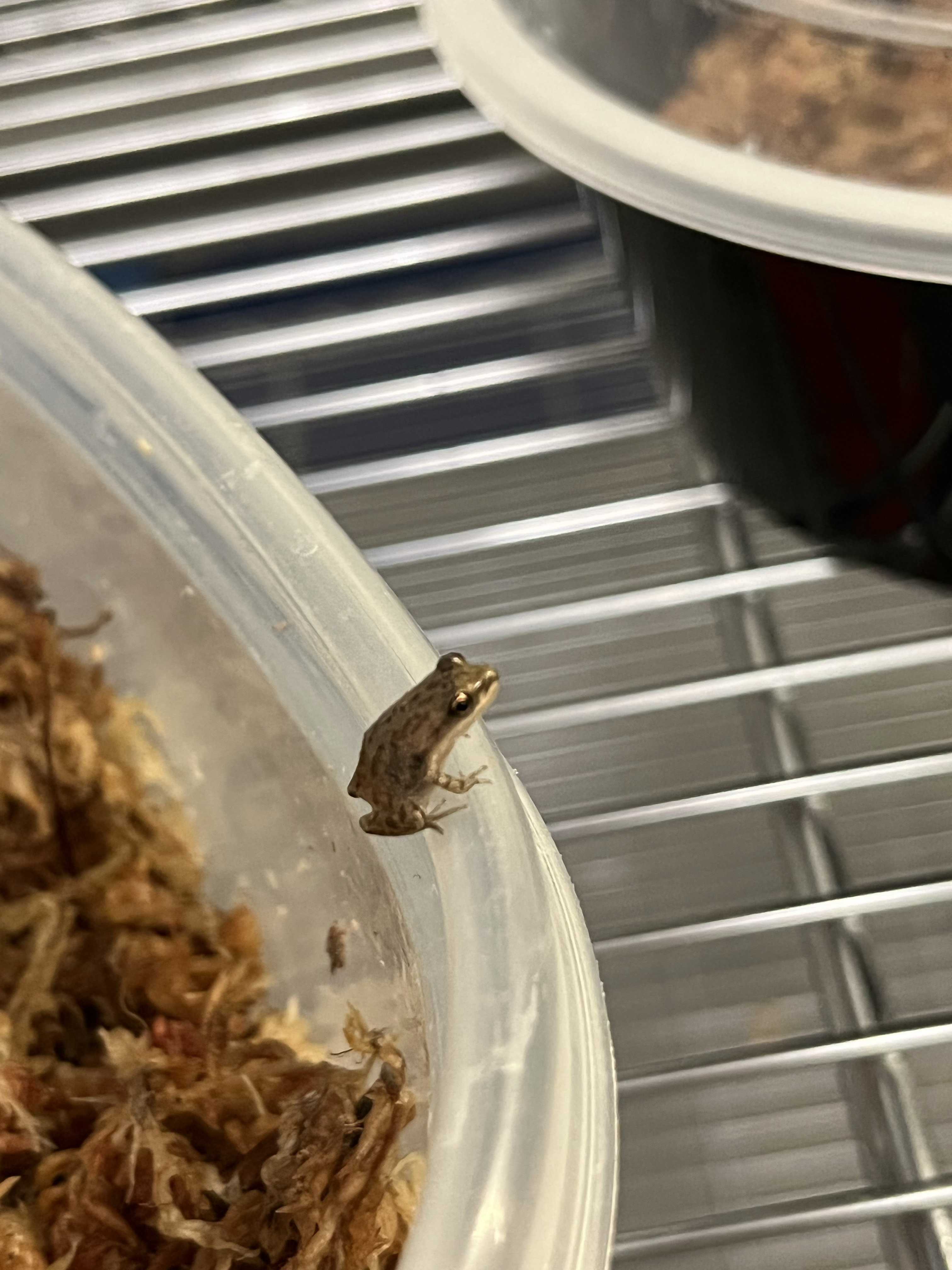 Froglet perched on the rim of a rearing container with sphagnum substrate