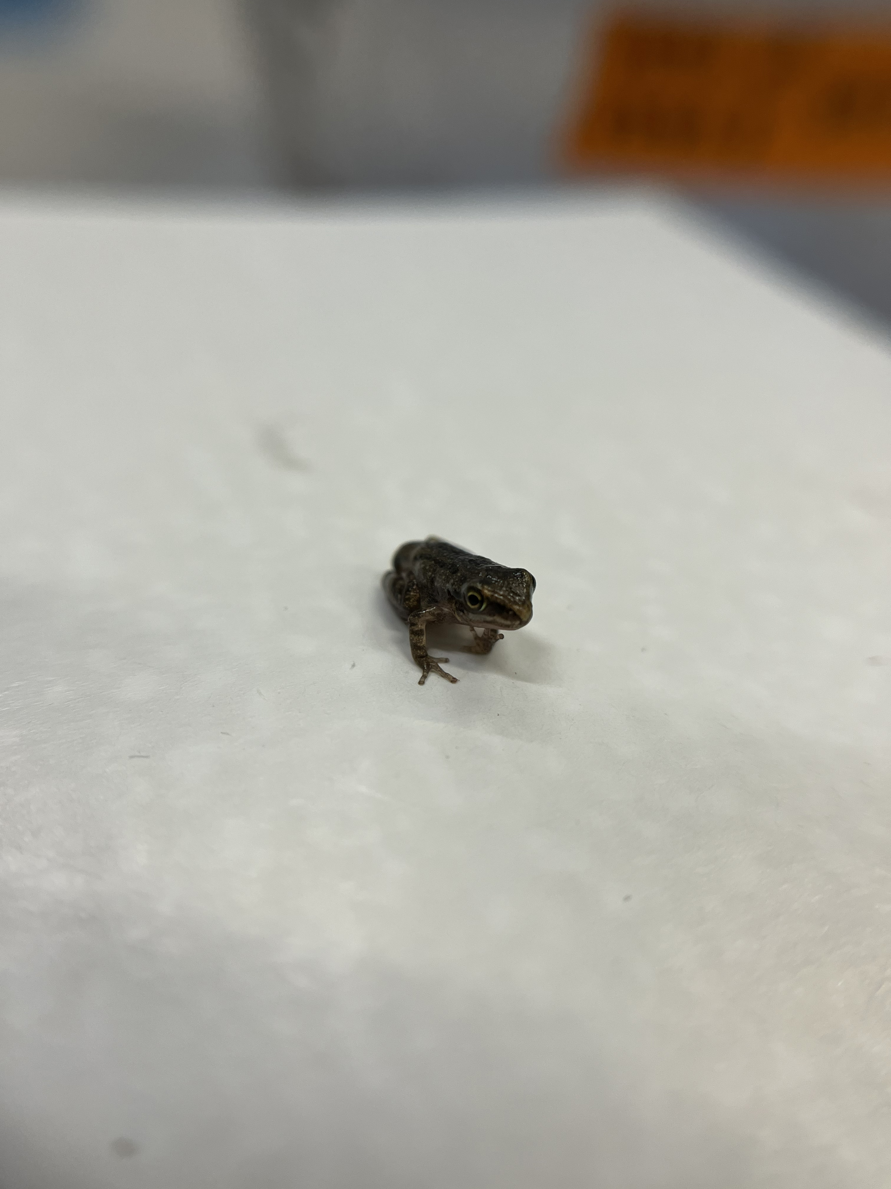 Newly metamorphosed froglet standing on a white surface