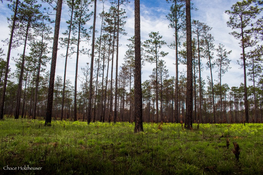 Black Water River State Forest