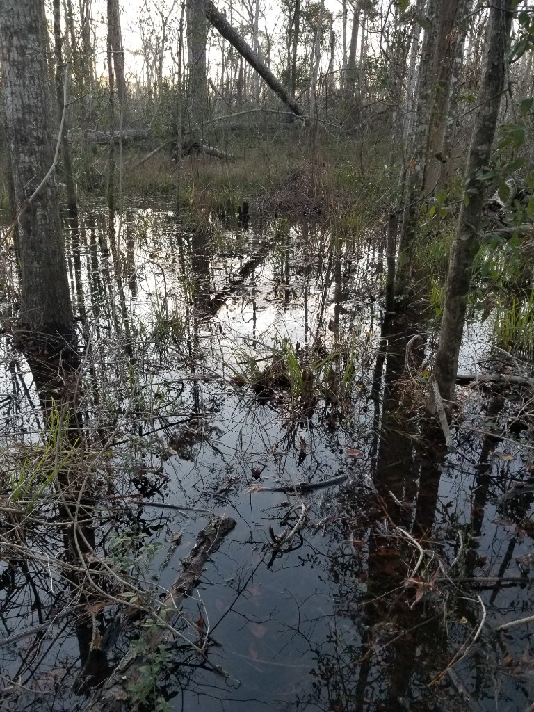Plague Puddle — flooded woodland habitat
