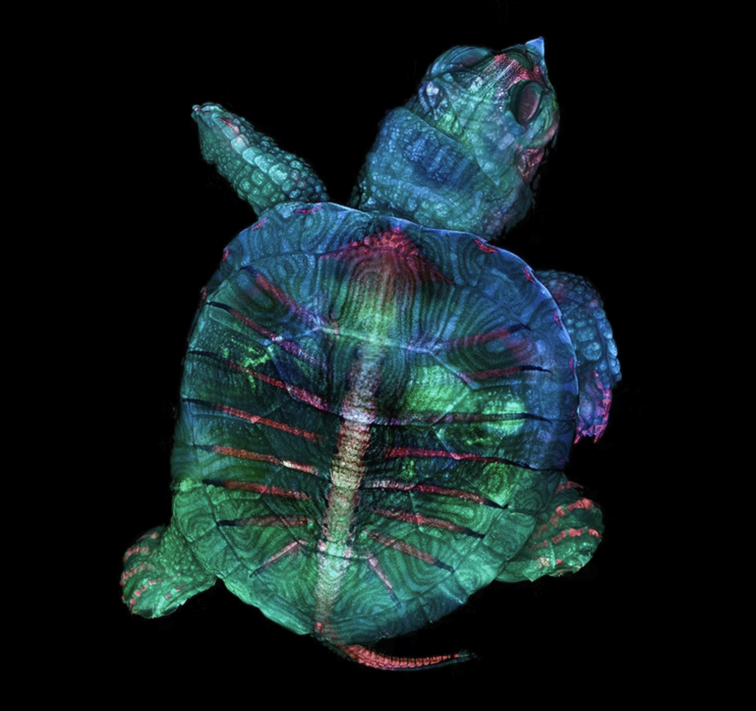 Finding Fluorescence logo