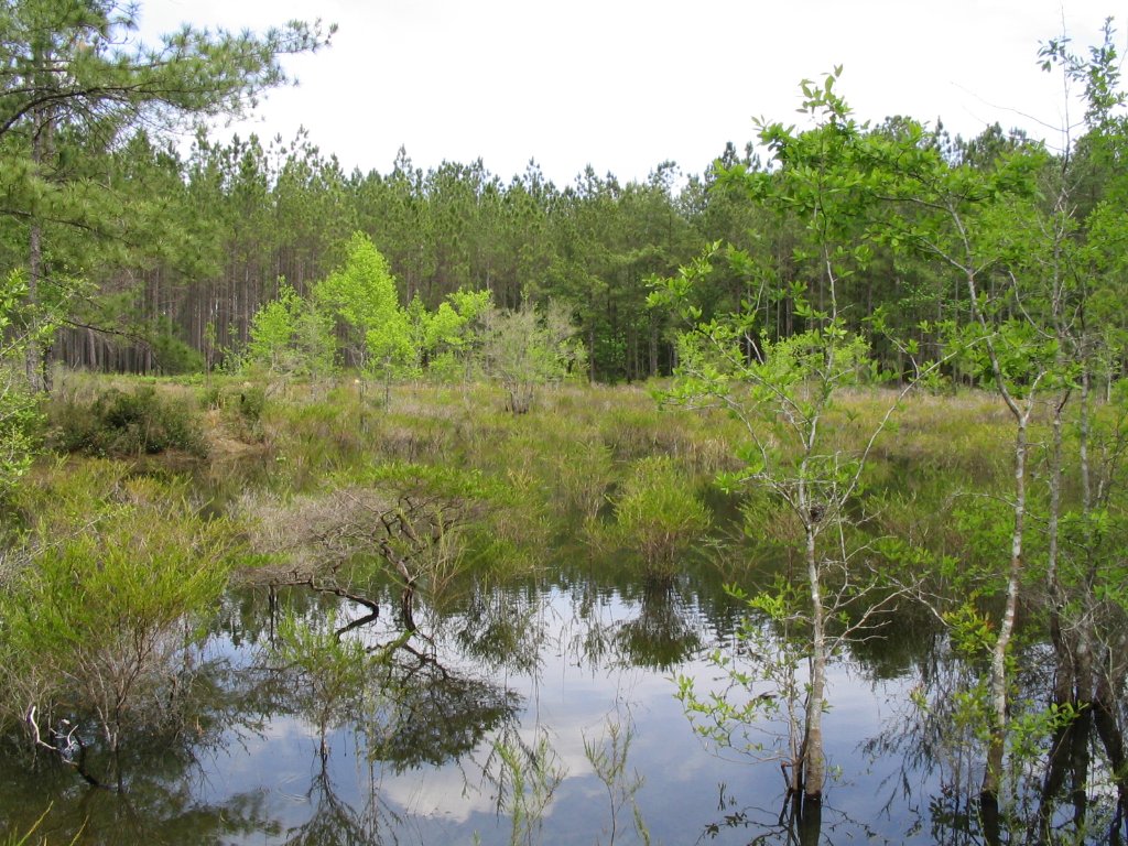 Sympatric pond habitat
