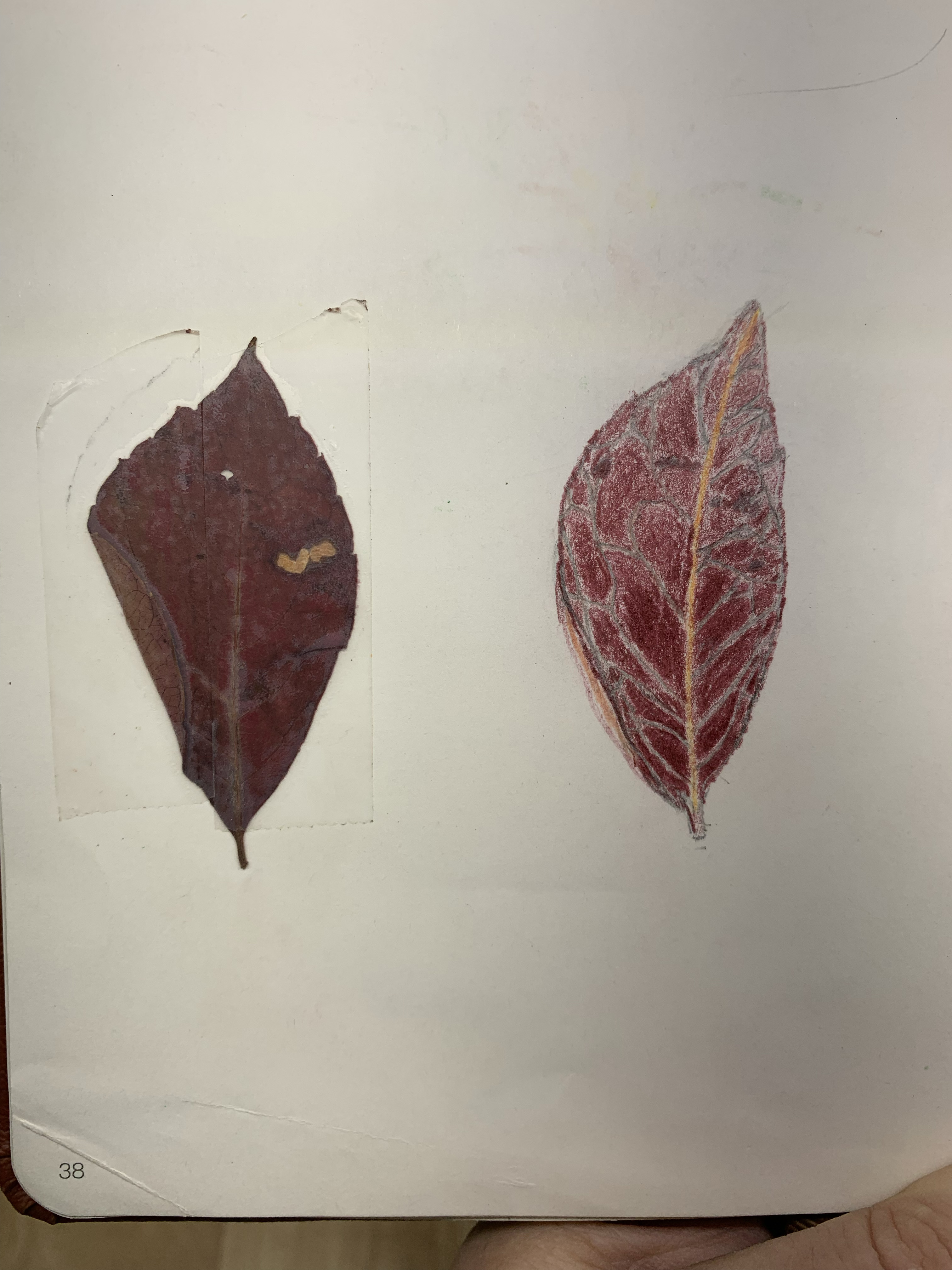 Nature notebook — pressed leaf and colored-pencil leaf sketch with veining