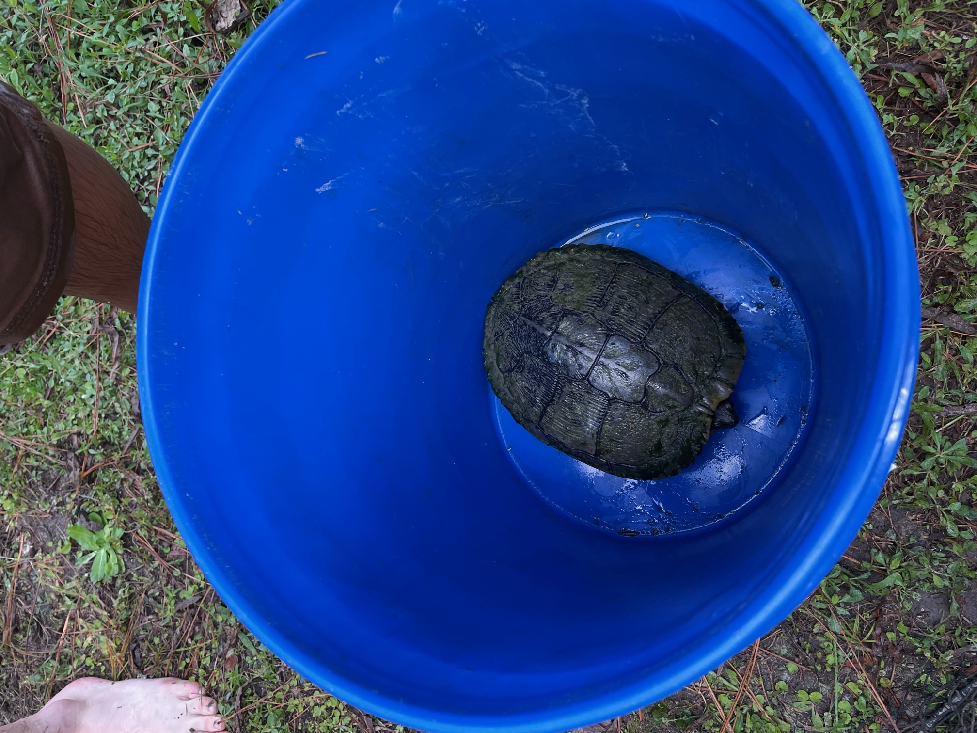 Turtle in a collection bucket