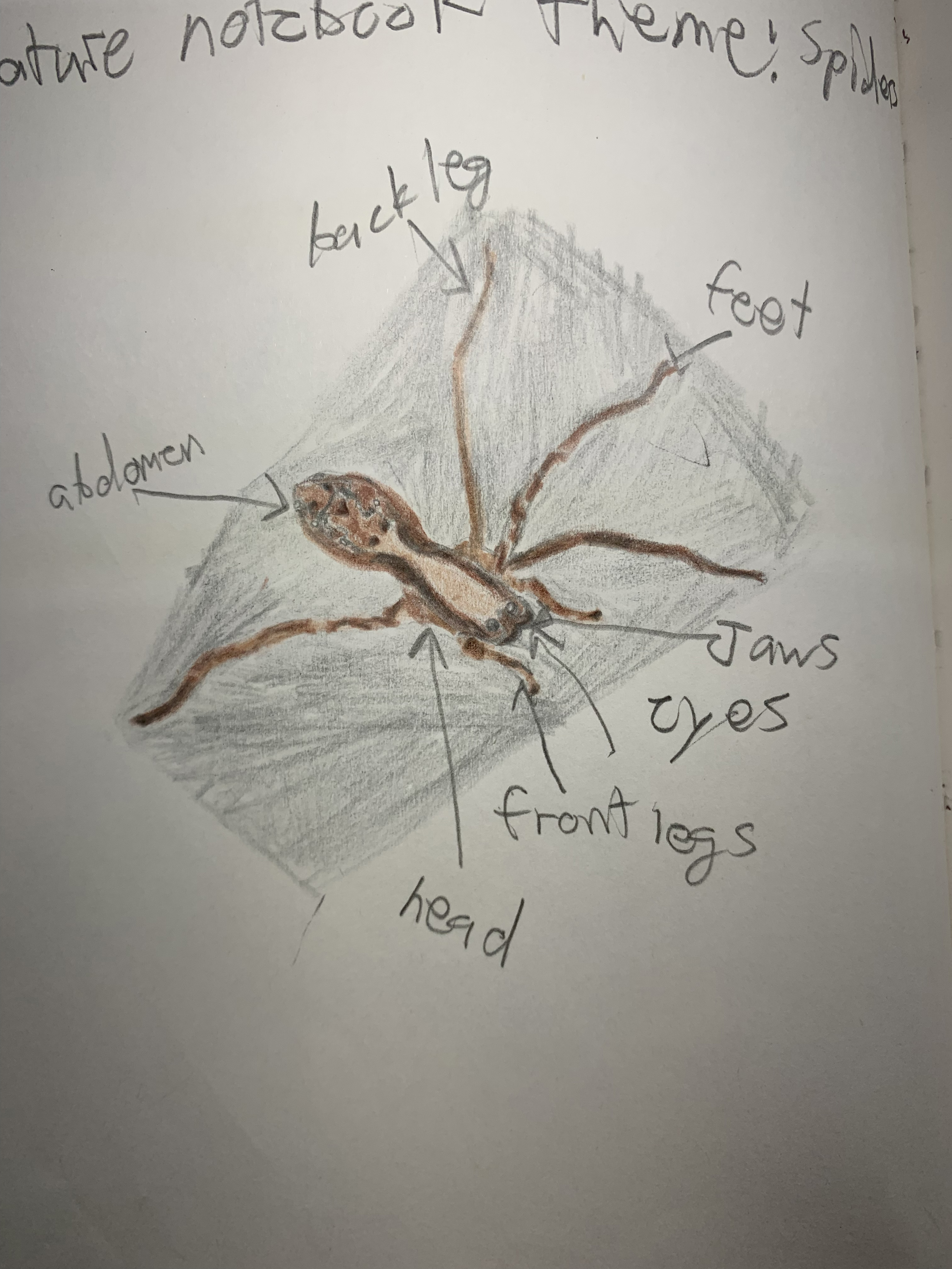 Nature notebook — spider with labeled anatomy