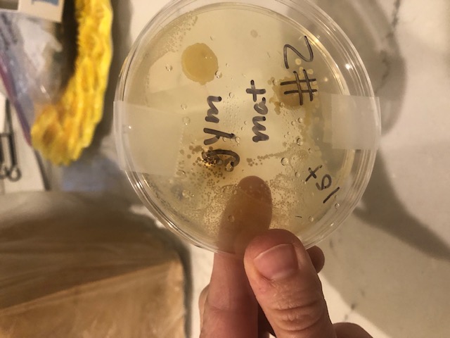 Outreach: Bacterial cultures from swabbed surfaces