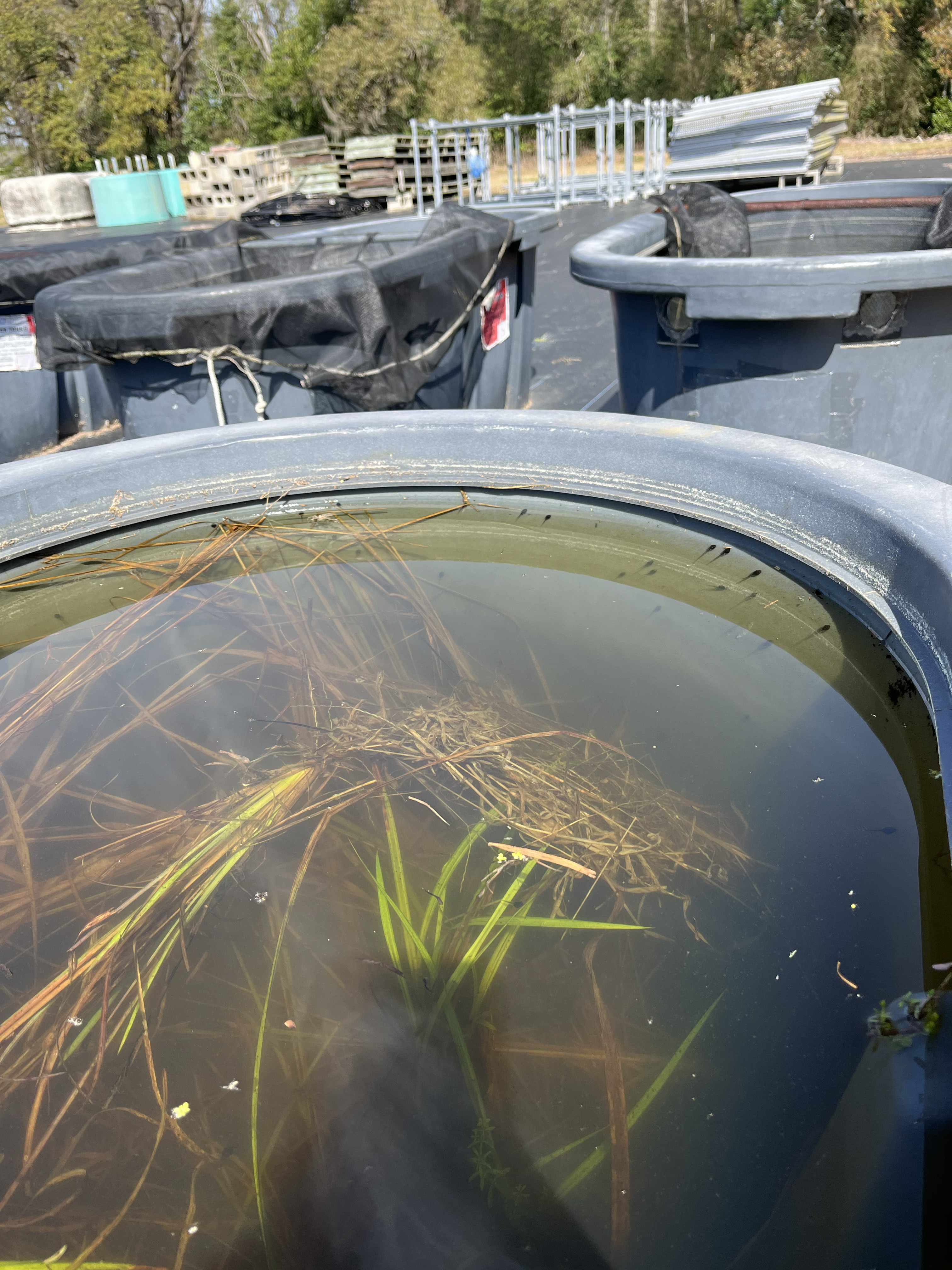 Outdoor rearing tubs housing tadpoles in murky water with submerged vegetation