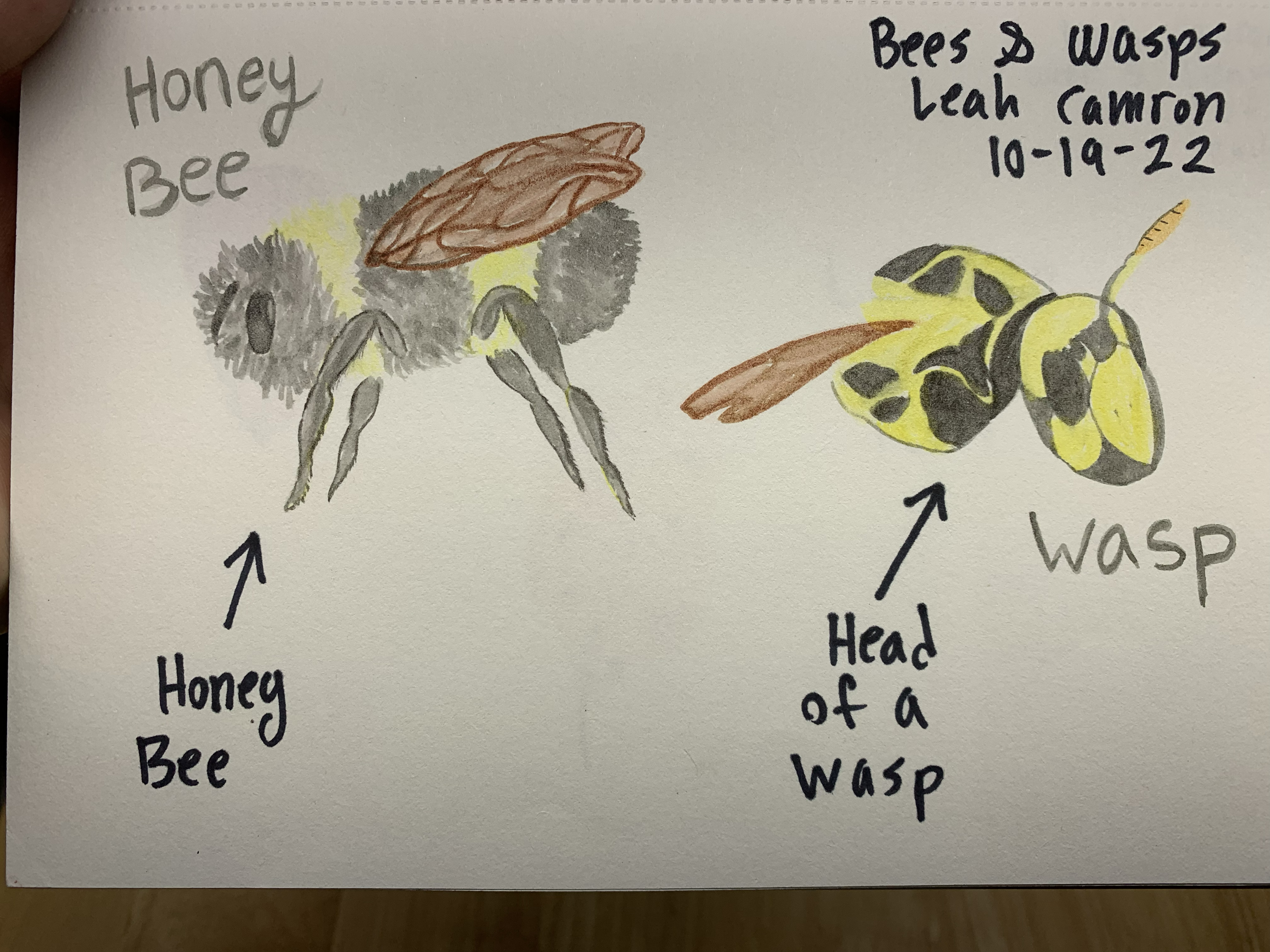 Nature notebook — honey bee and wasp head watercolor studies