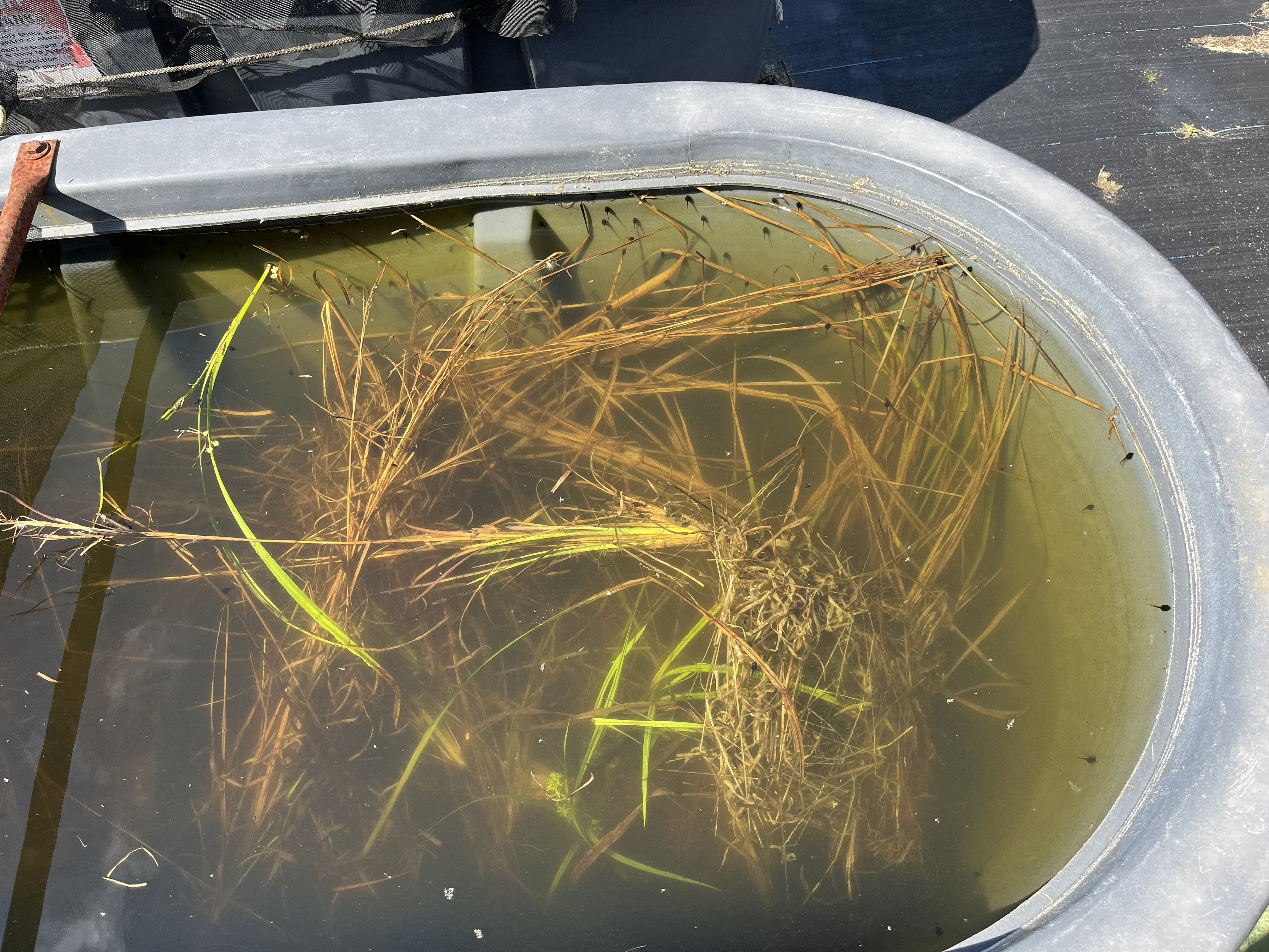 Tadpoles developing in a livestock tank filled with water and dried vegetation