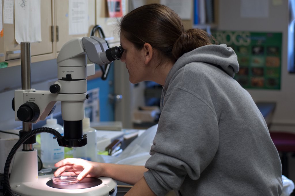 Lab member examining a sample under the microscope, 2009