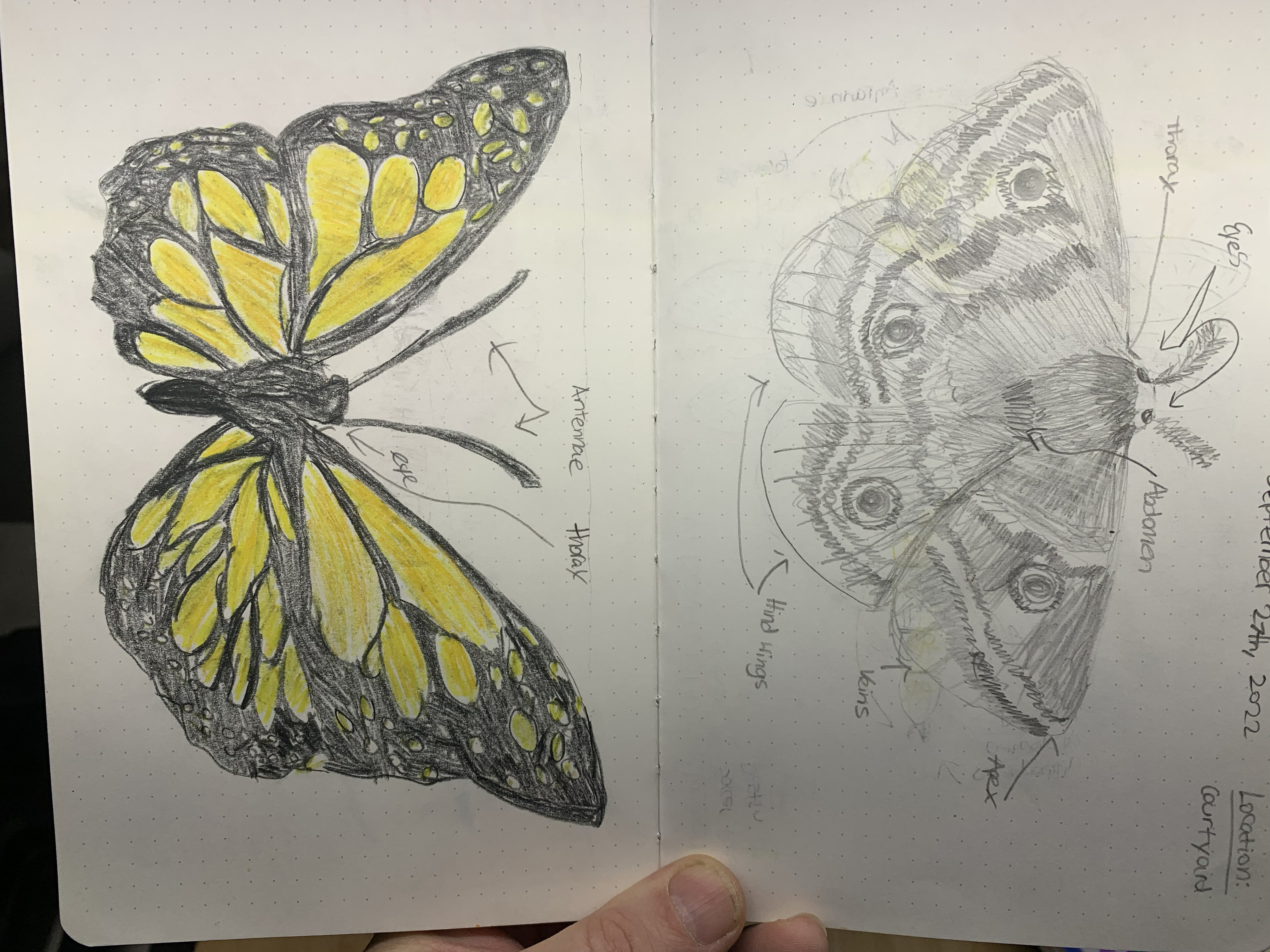 Nature notebook — butterfly and moth studies with labeled anatomy