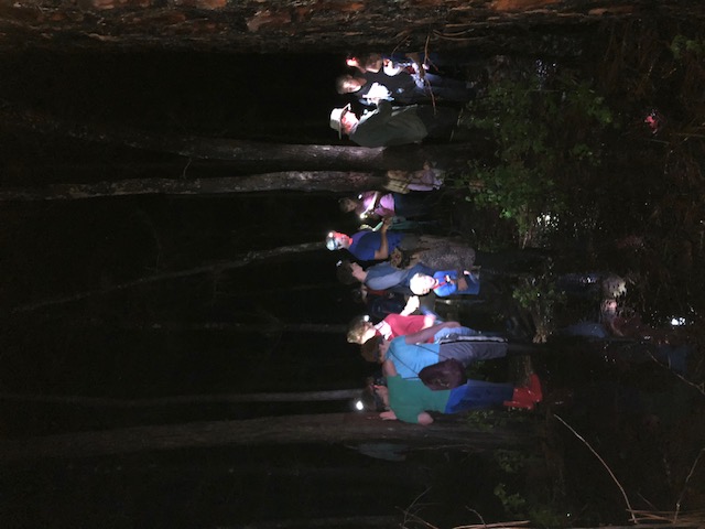 Outreach: Night frog hunt with headlamps