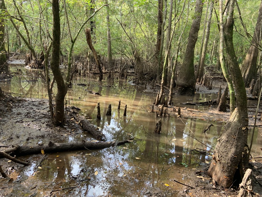 Flooded swamp forest habitat with cypress knees
