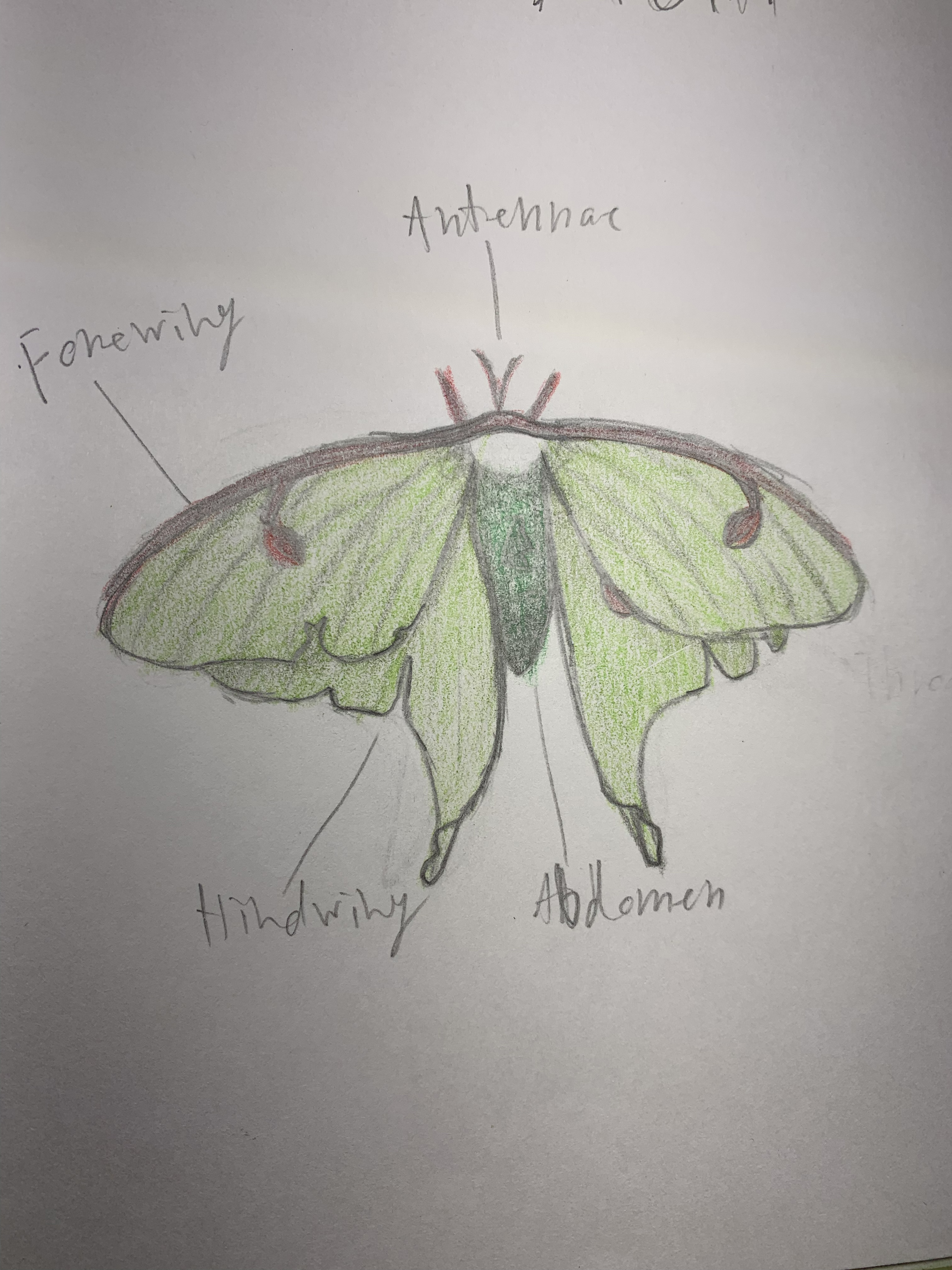Nature notebook — Luna moth with labeled antennae, forewing, hindwing, and abdomen