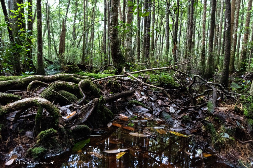 Apalachicola National Forest