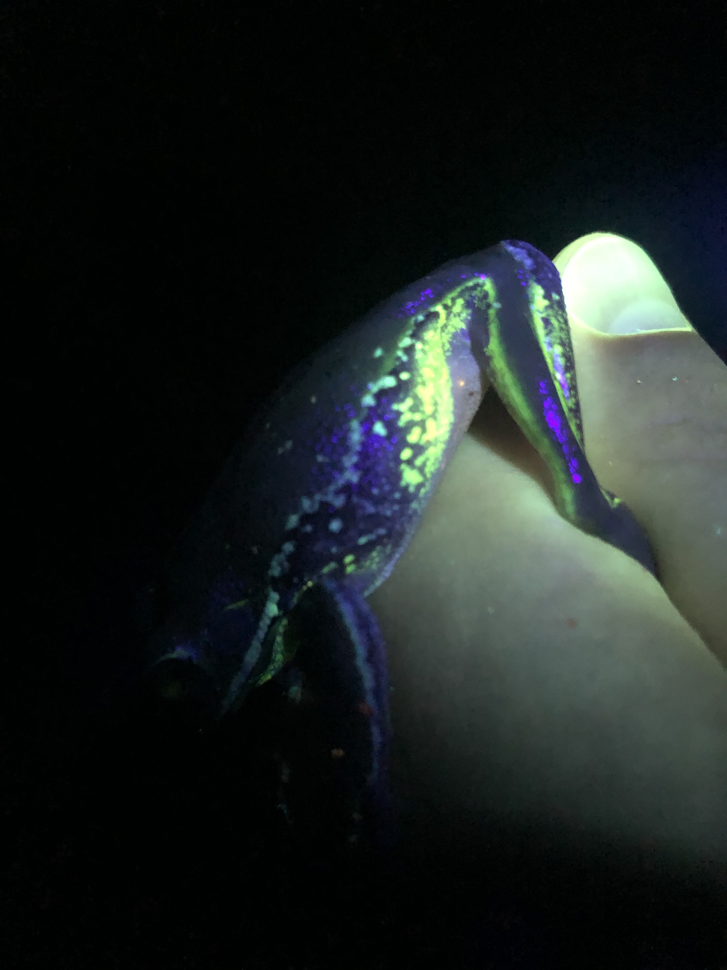 Fluorescent barking tree frog under UV light