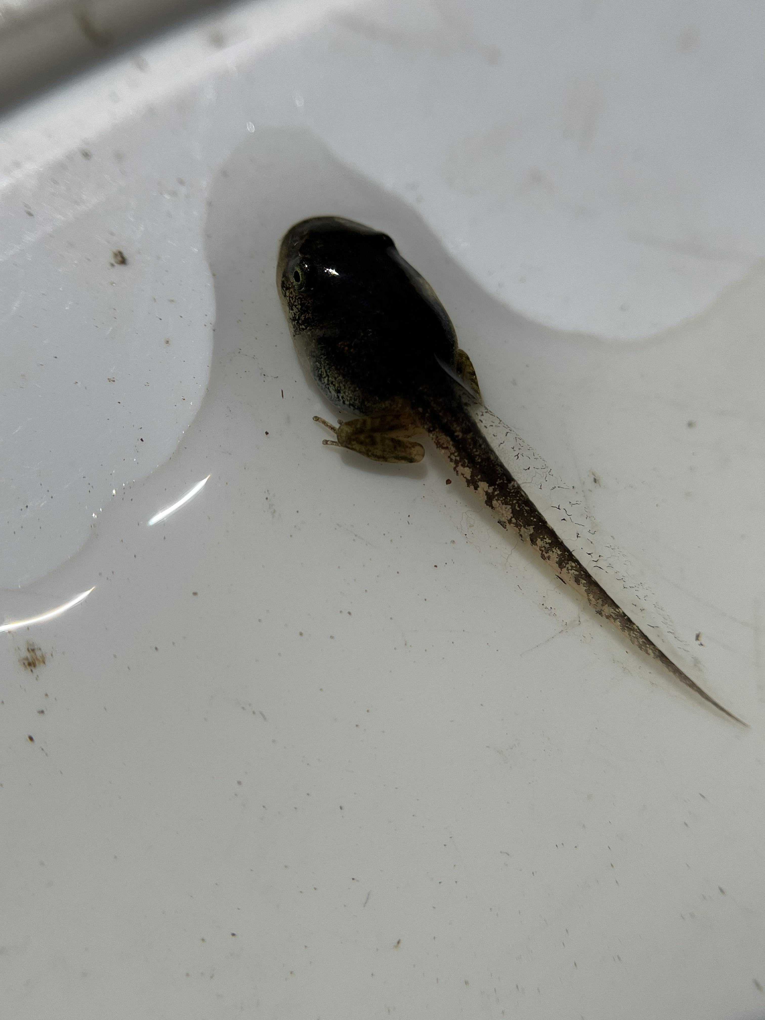 Late-stage tadpole with developing hind legs on a white surface