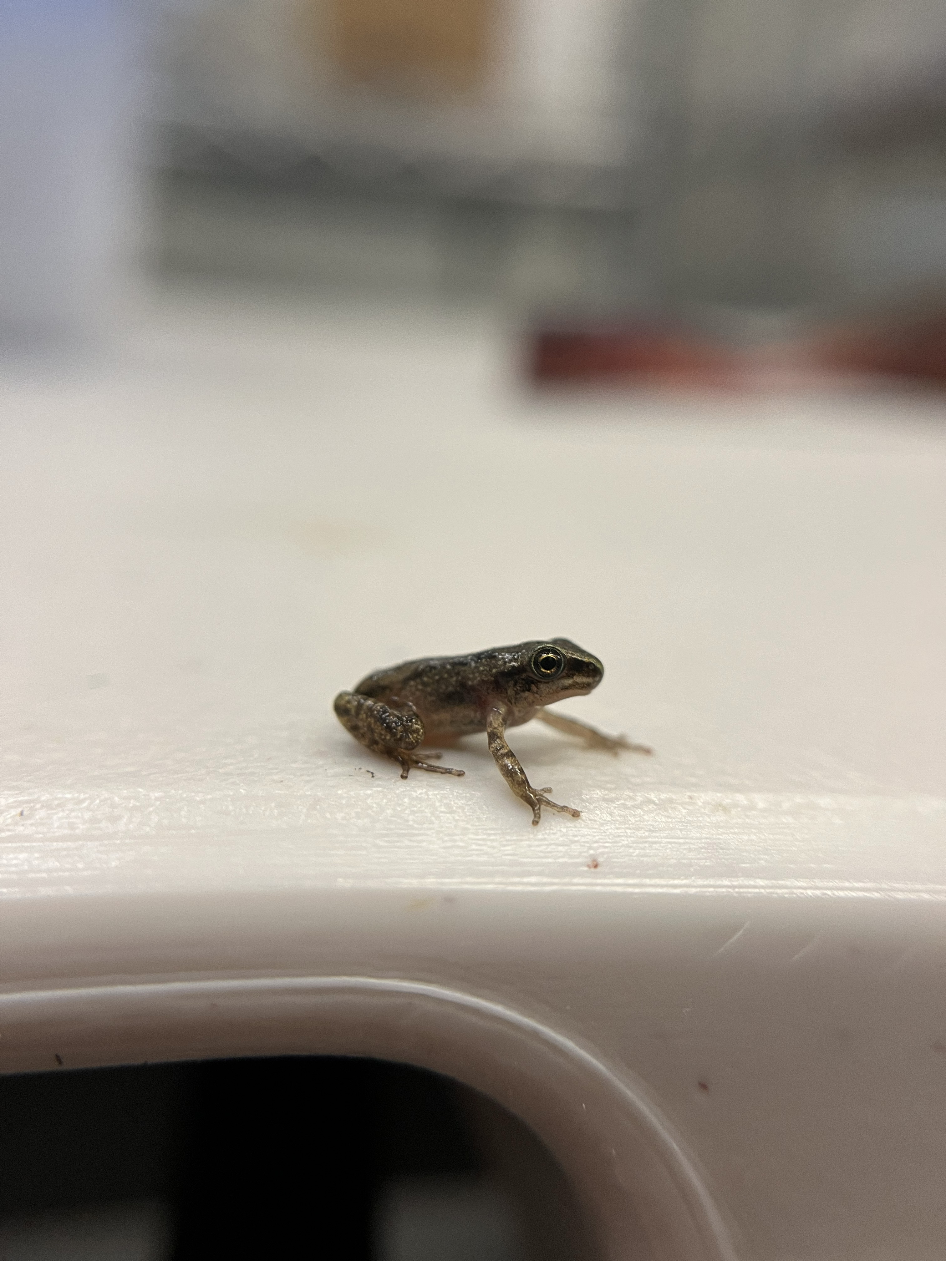 Juvenile frog in profile showing mottled skin and golden eye