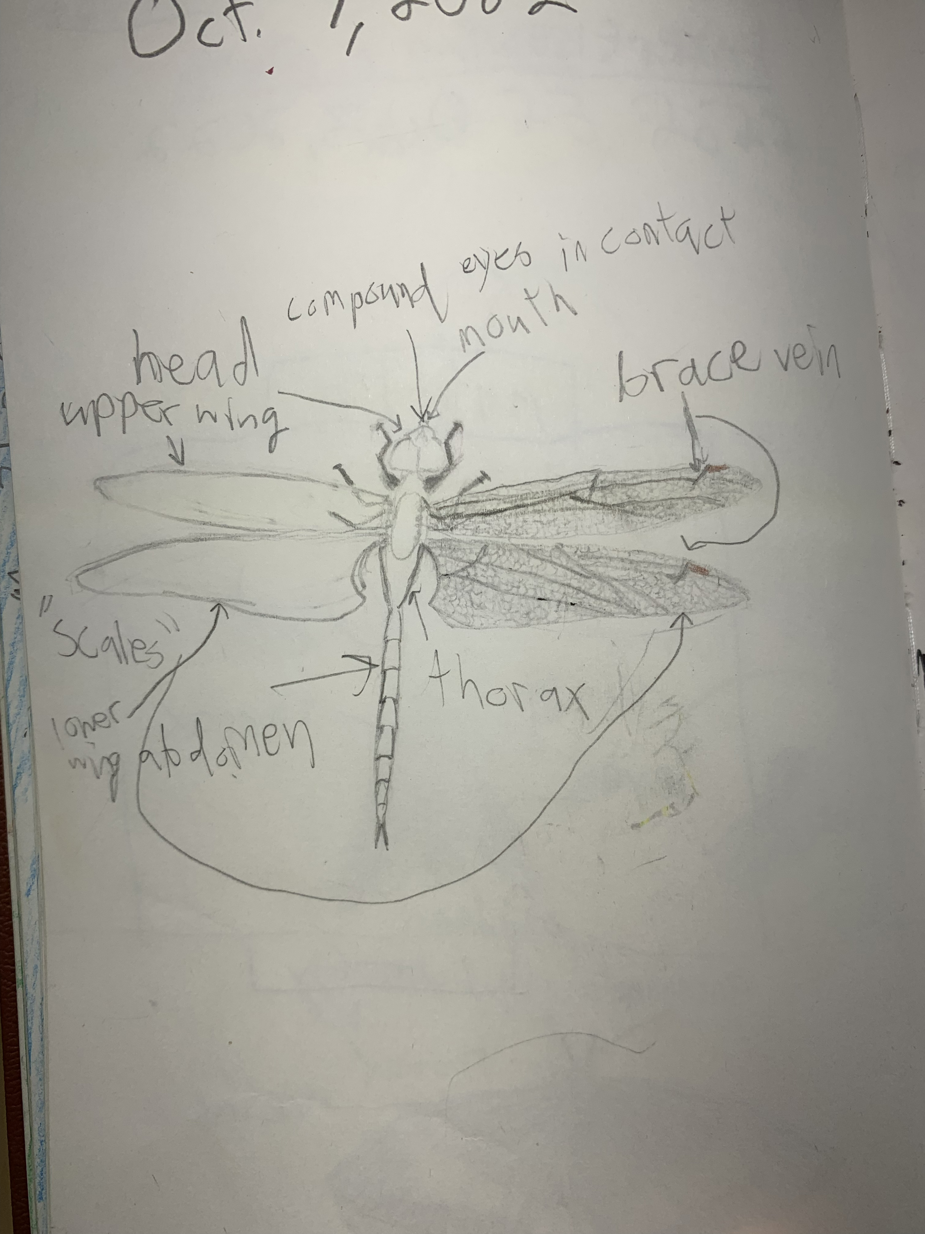 Nature notebook — dragonfly with labeled wings, eyes, and abdomen