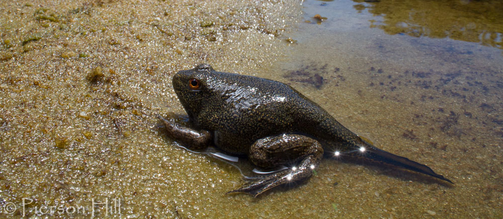 PHOTO: Behavioral Evolution banner — frogs calling at night, amplexus, or Pseudacris in natural wetland habitat. Atmospheric, moody lighting.