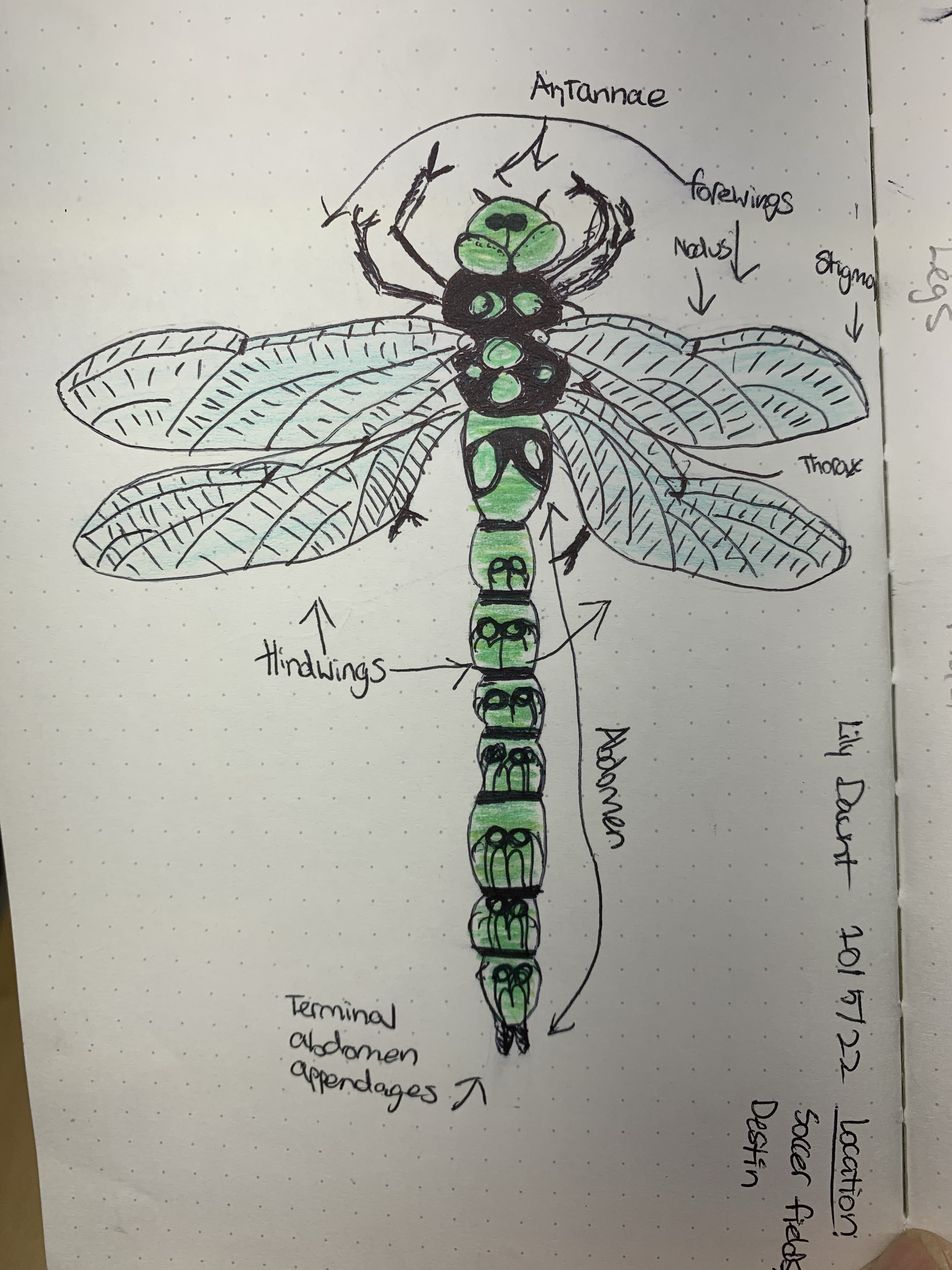 Nature notebook — green dragonfly with labeled wings and abdomen