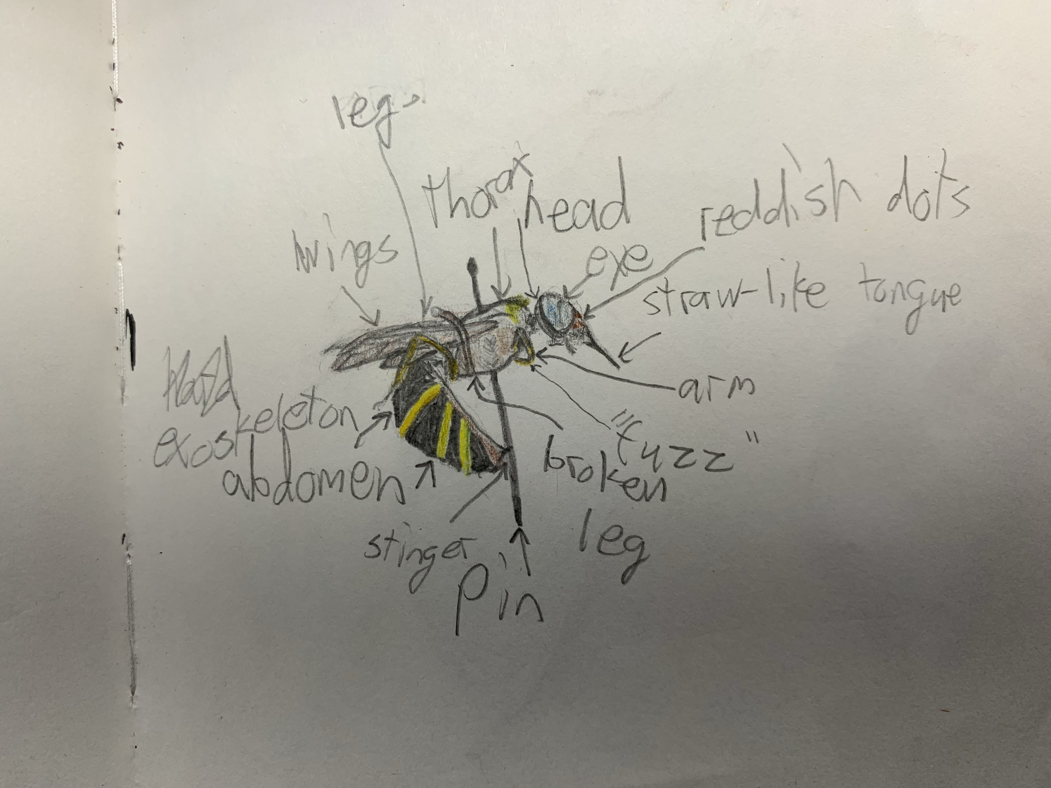 Nature notebook — annotated wasp illustration with anatomical observations