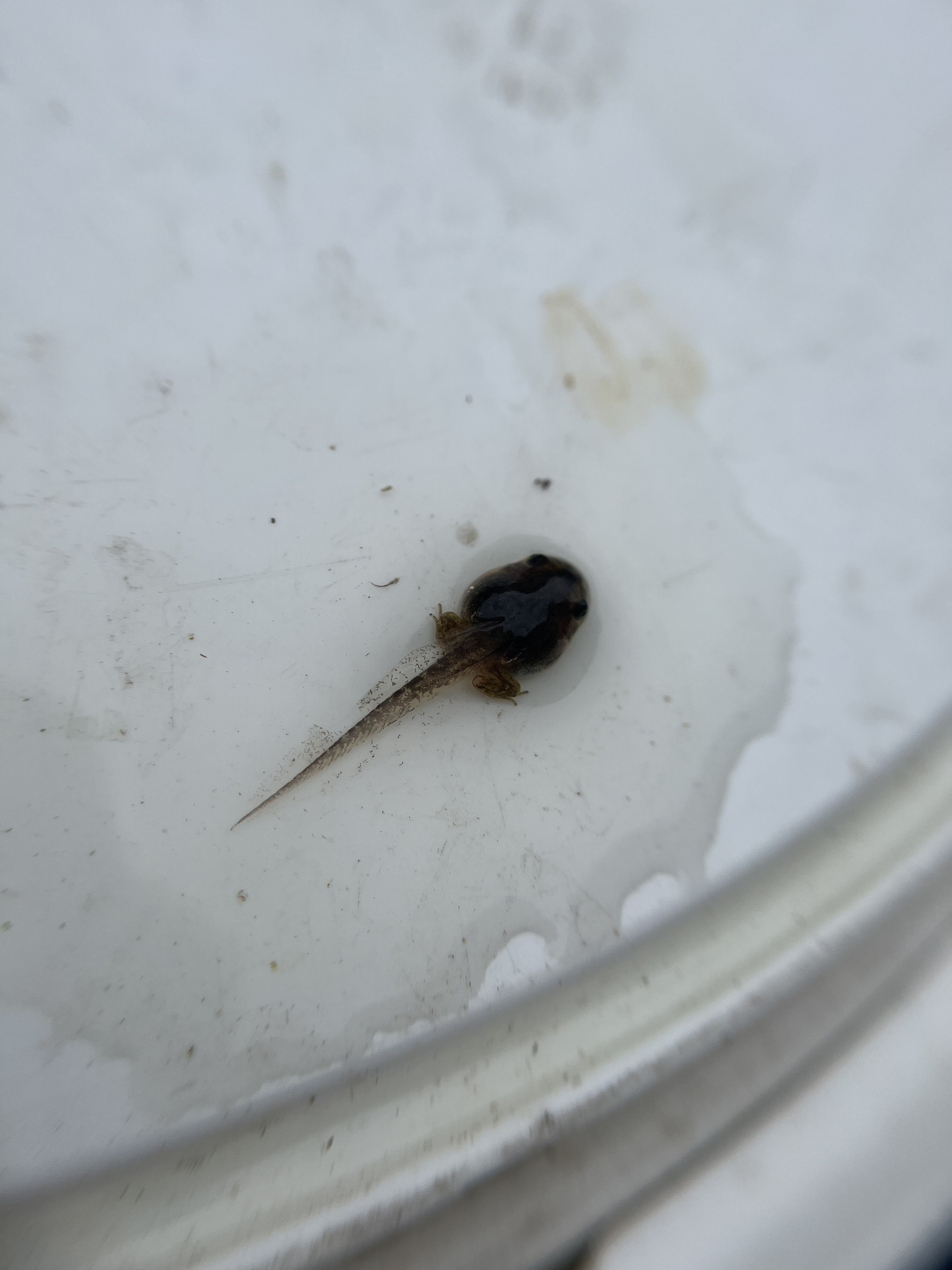 Young tadpole with early hind limb buds resting on a white tray