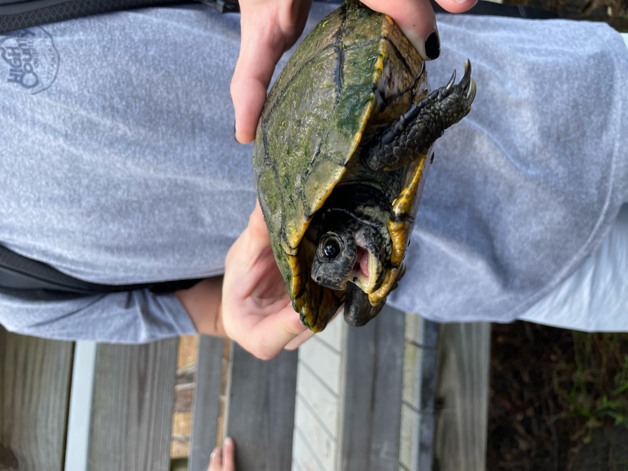 Close-up of a small aquatic turtle