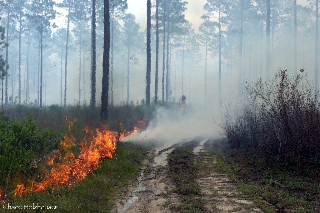Prescribed burn
