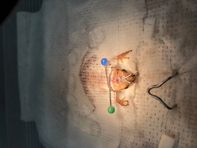 Electrophysiology — frog specimen secured on the recording platform during an experiment.
