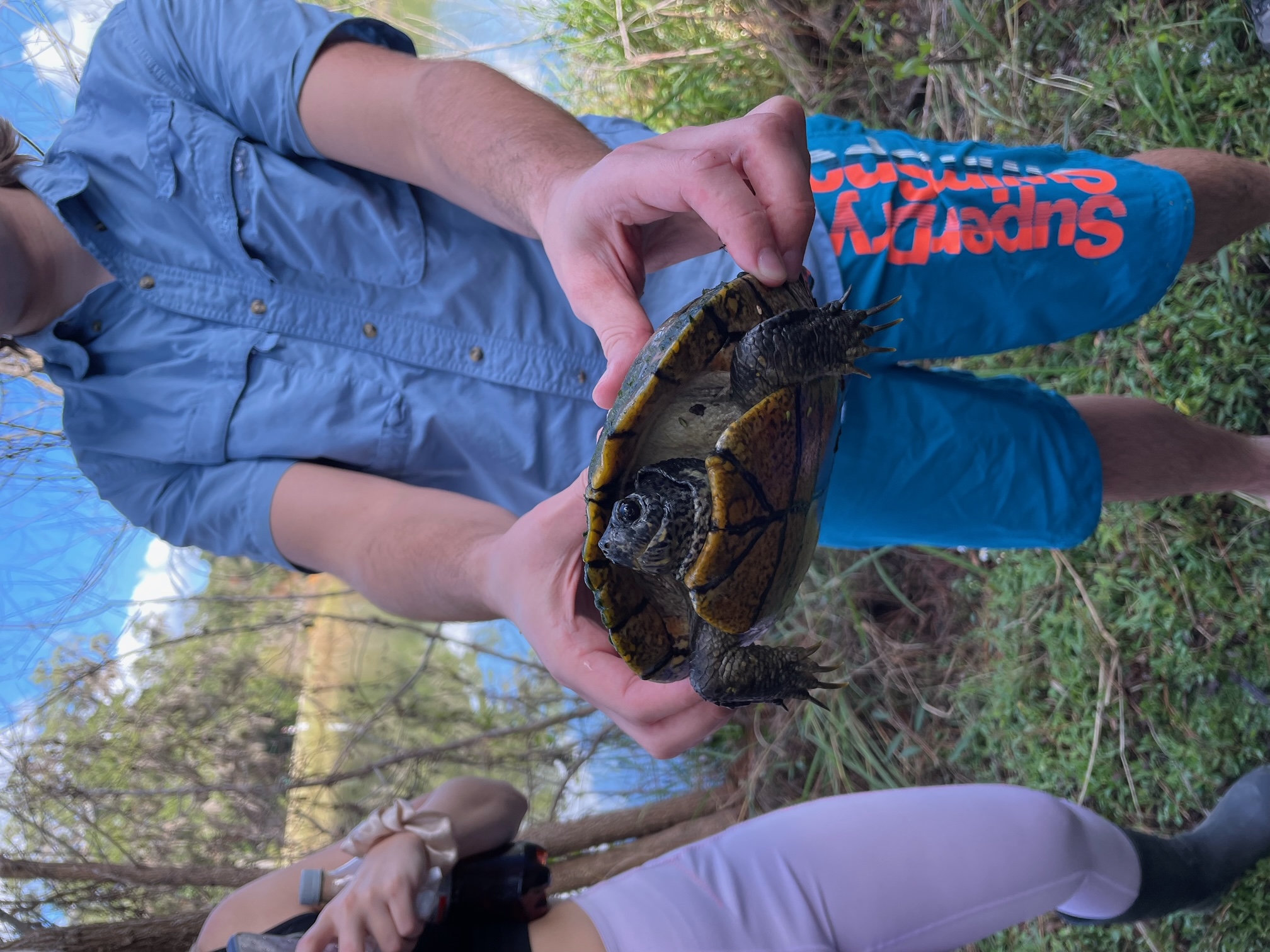 Holding a small turtle in the field