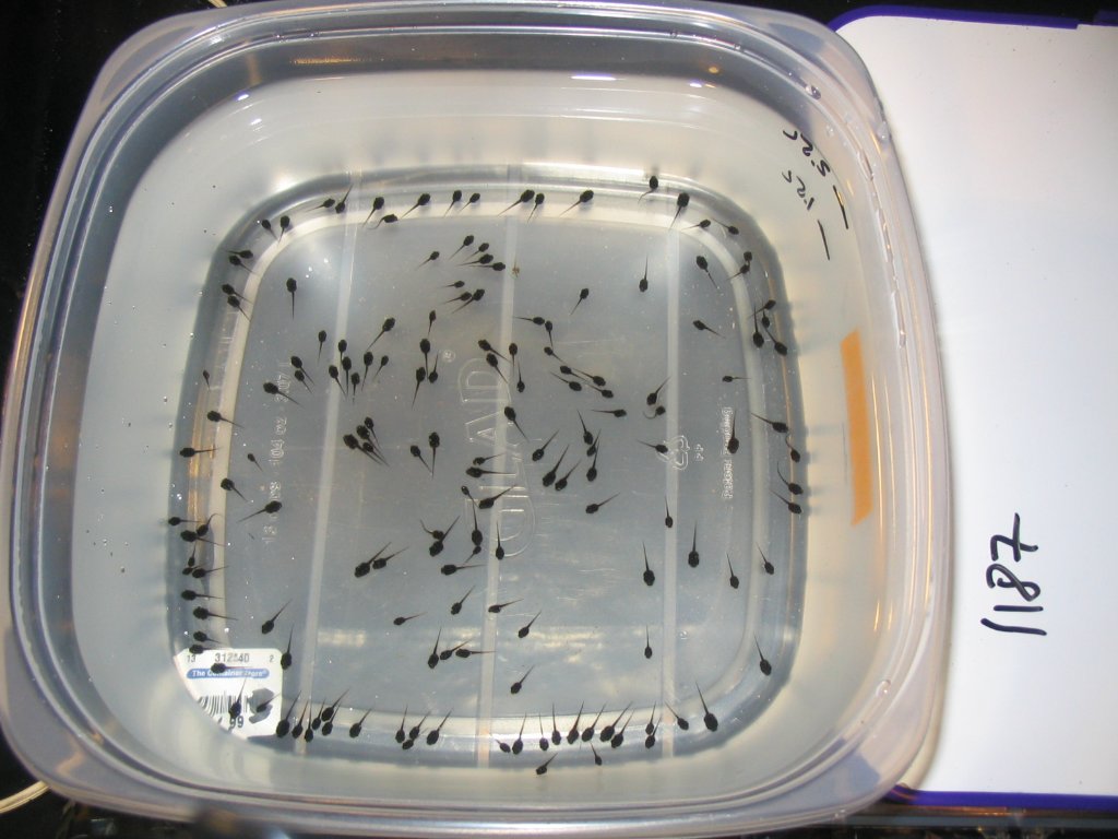 Colony of tadpoles