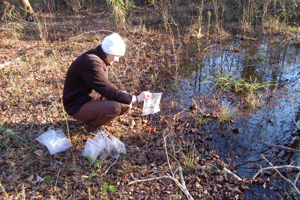 Lynea Witczak collecting samples in the field