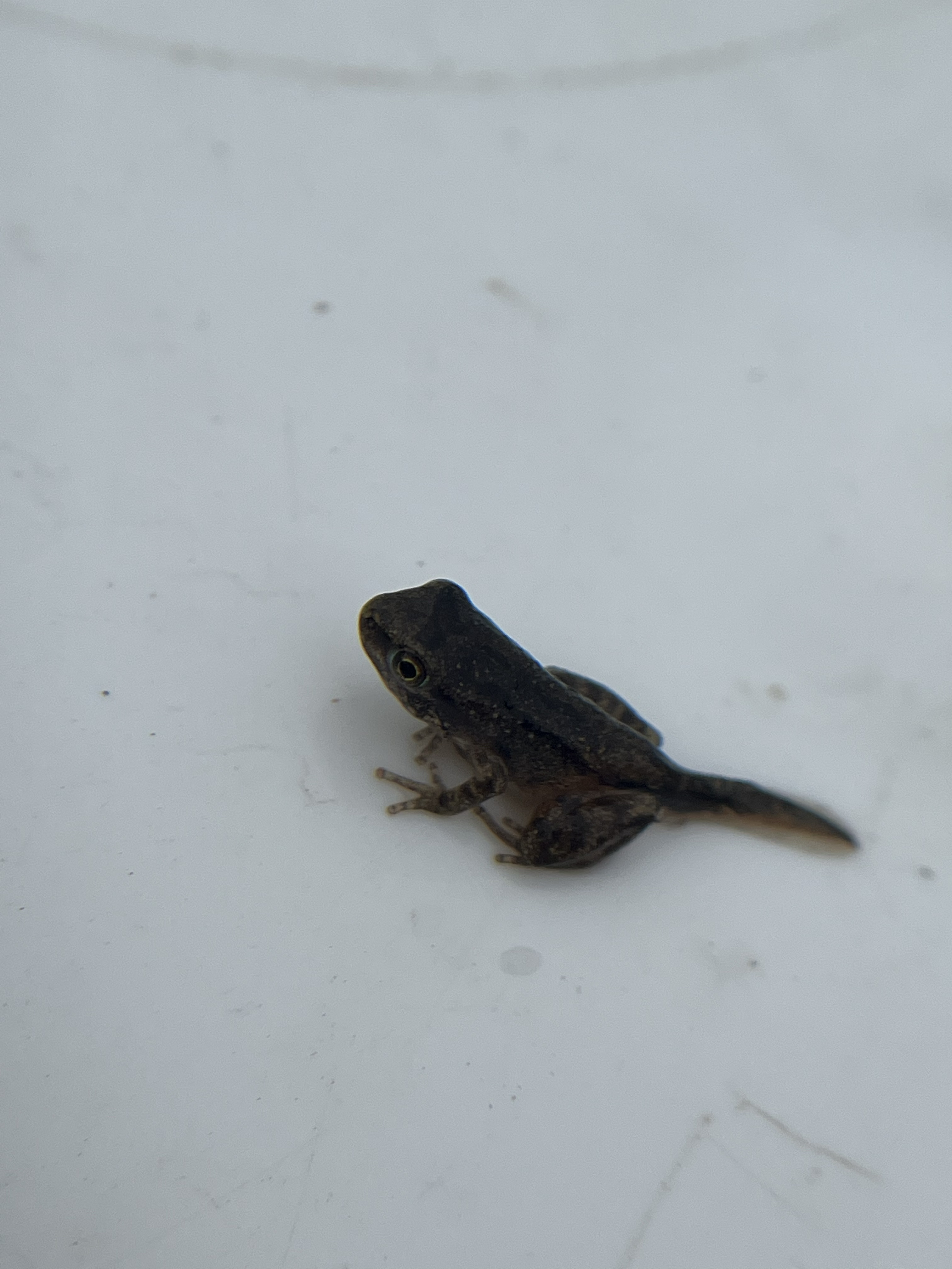 Froglet in late metamorphosis with golden iris and residual tail