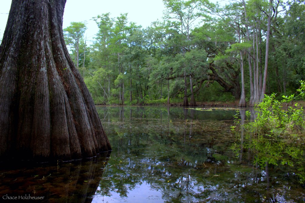 Cypress swamp