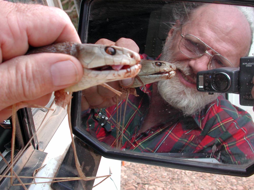Fieldwork — snake in the side mirror
