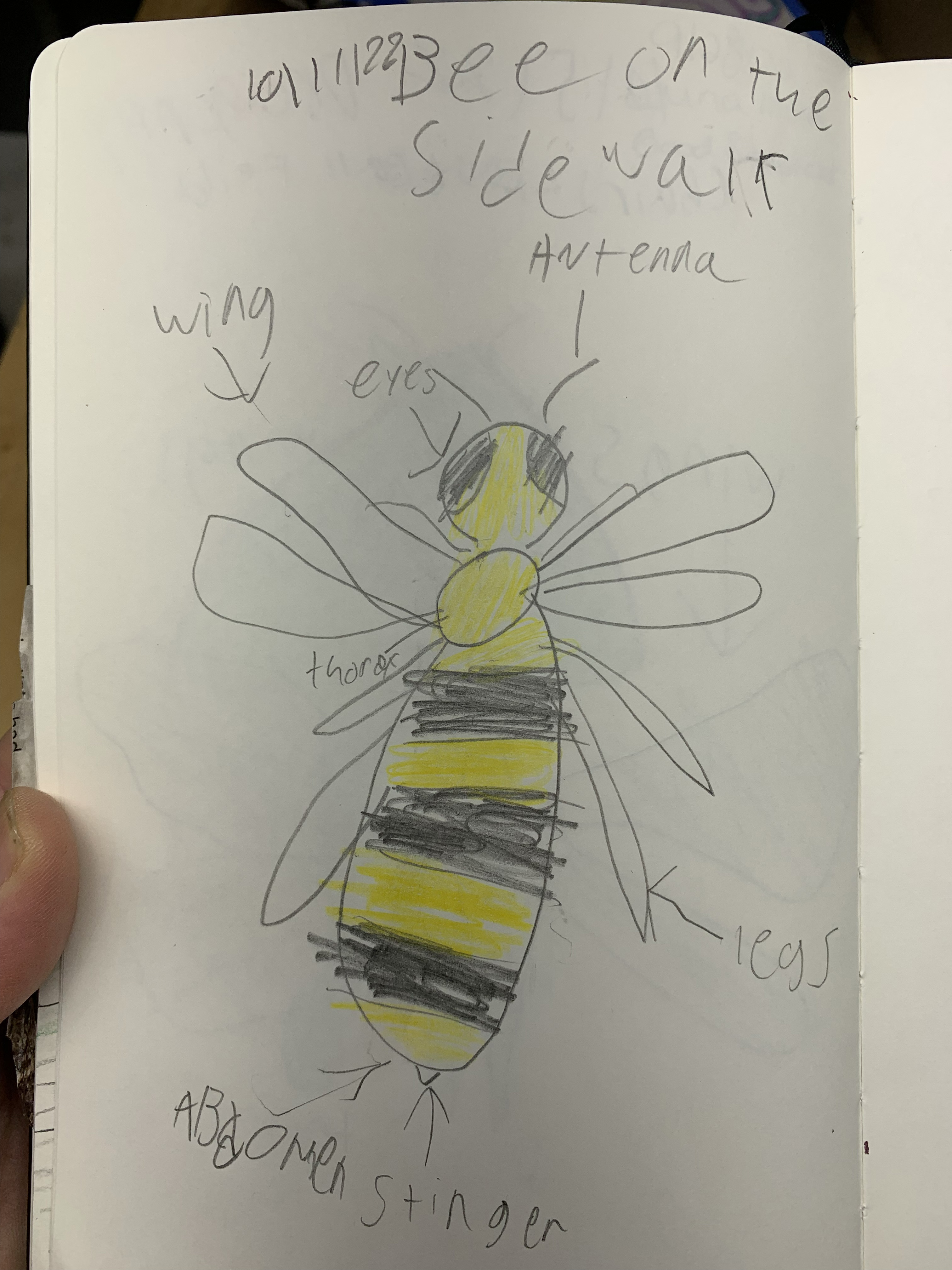 Nature notebook — bee on the sidewalk with labeled body parts