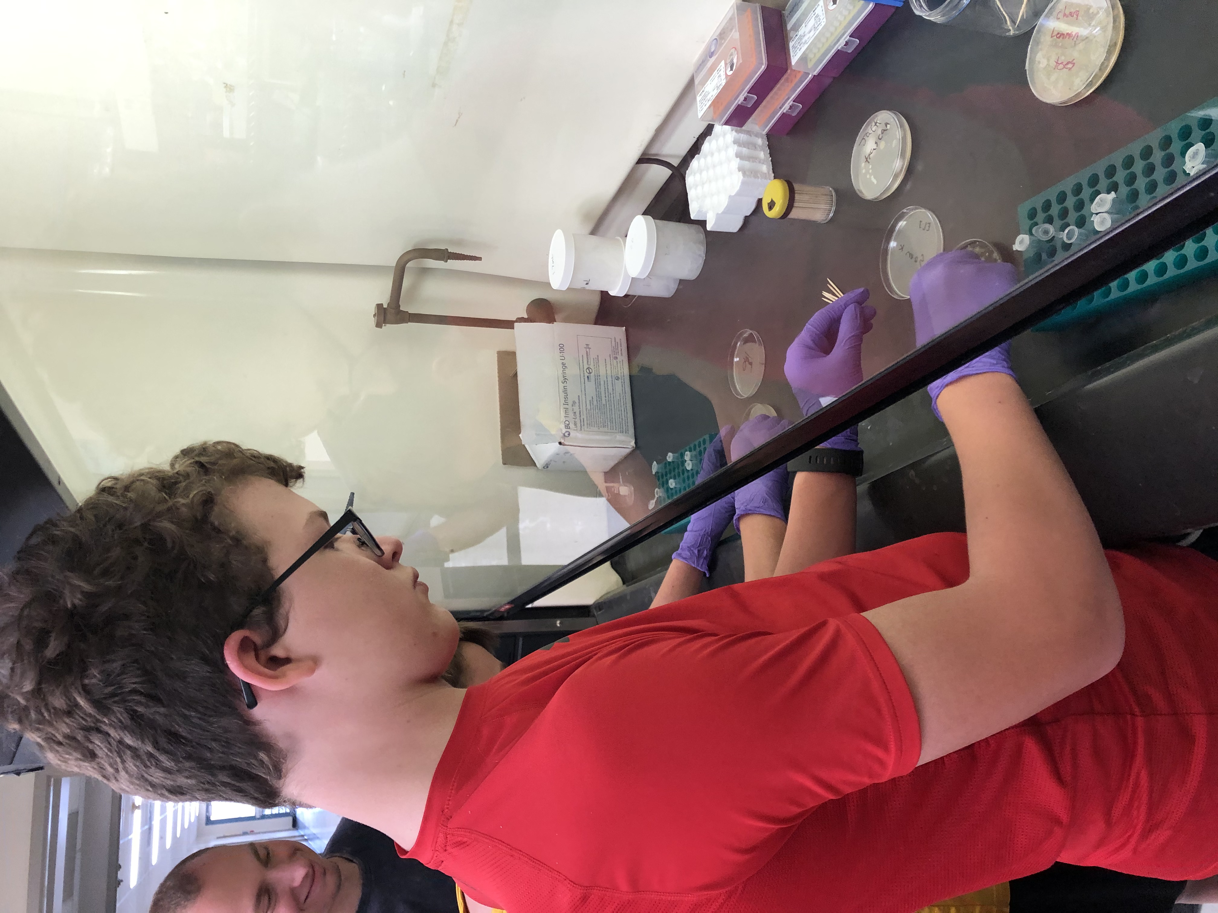 Lab day: Working in the biosafety cabinet