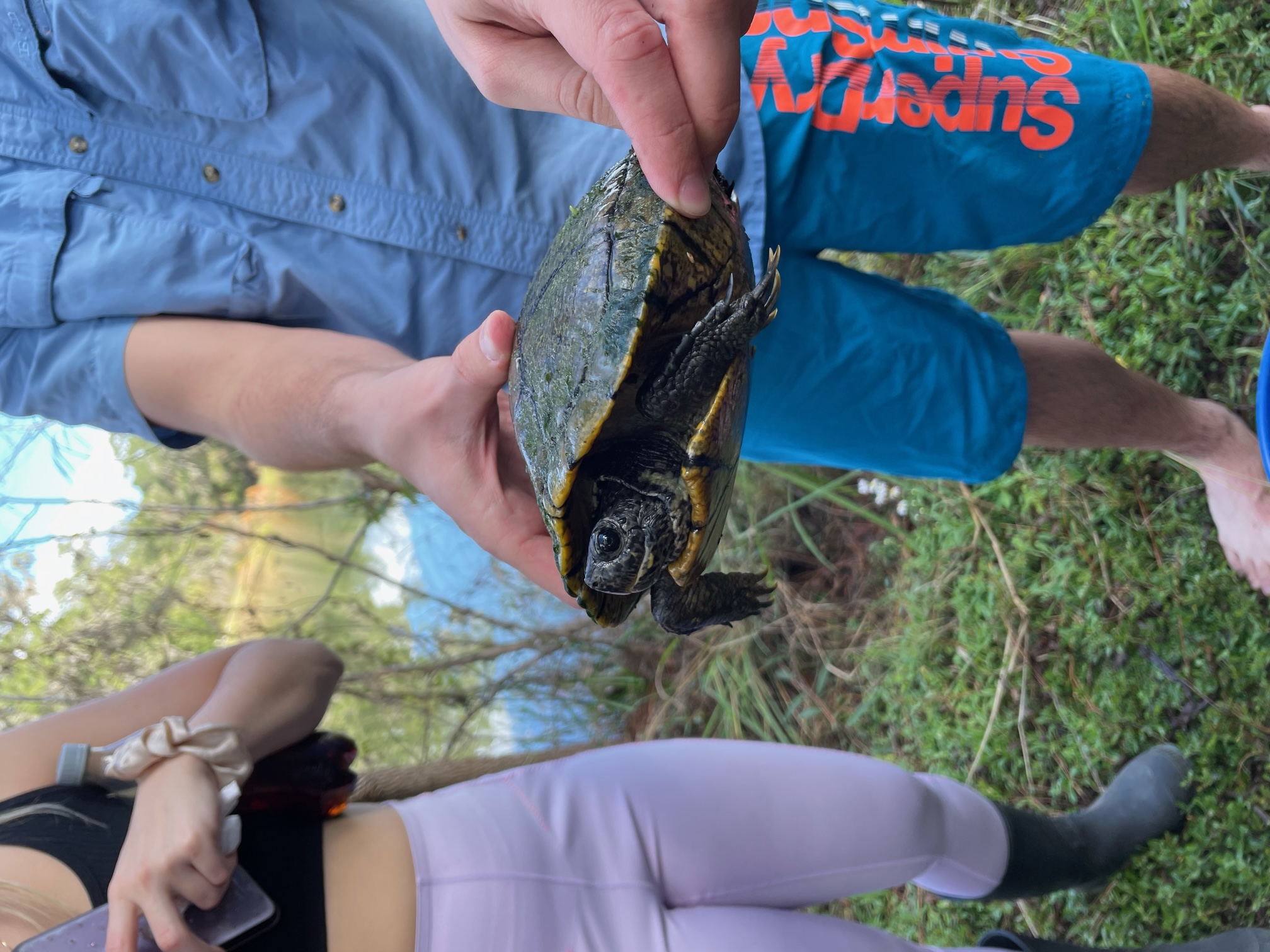 Field turtle handling